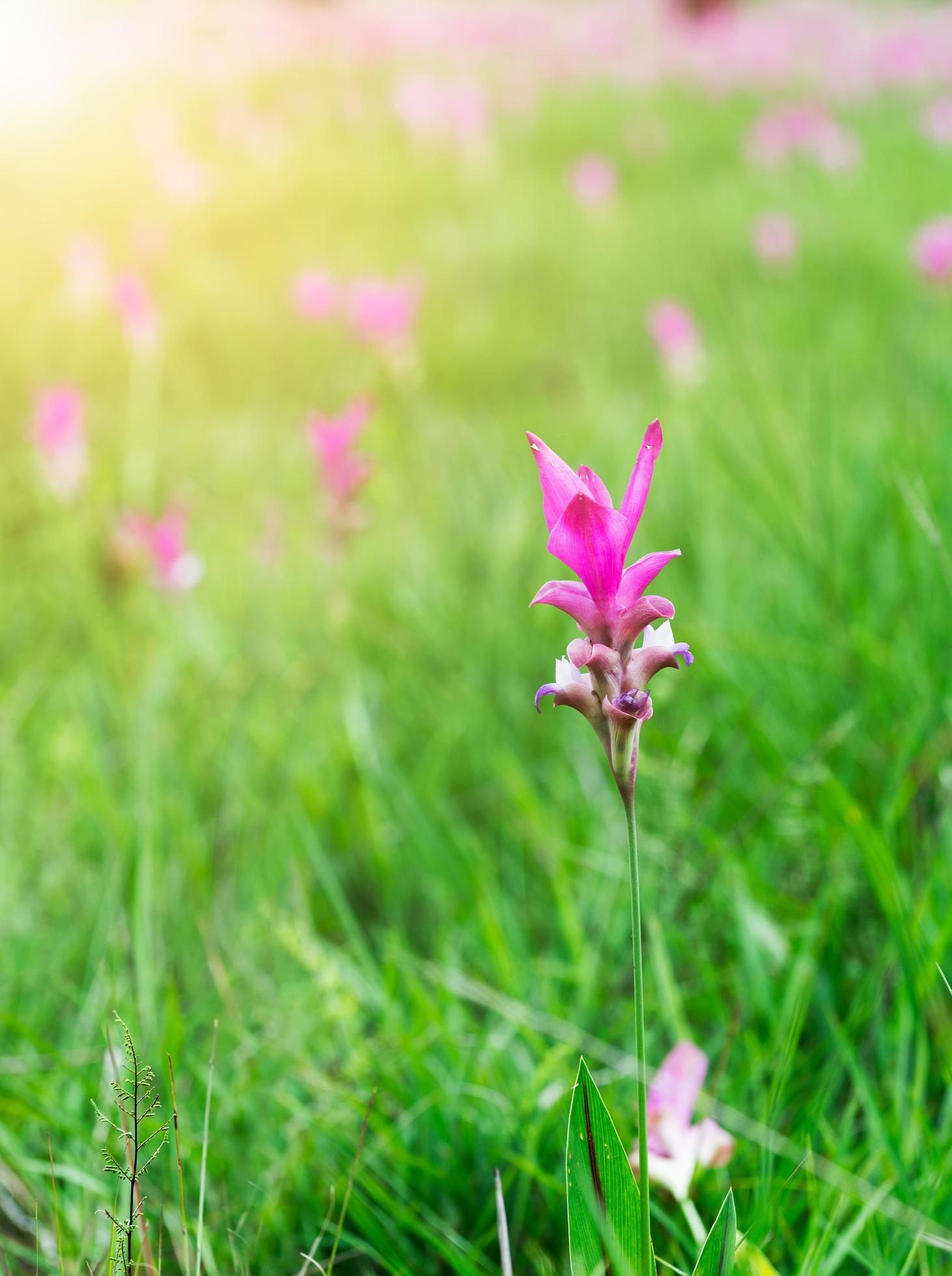 Siam Tulip field, Curcuma alismatifolia flower Stock Free