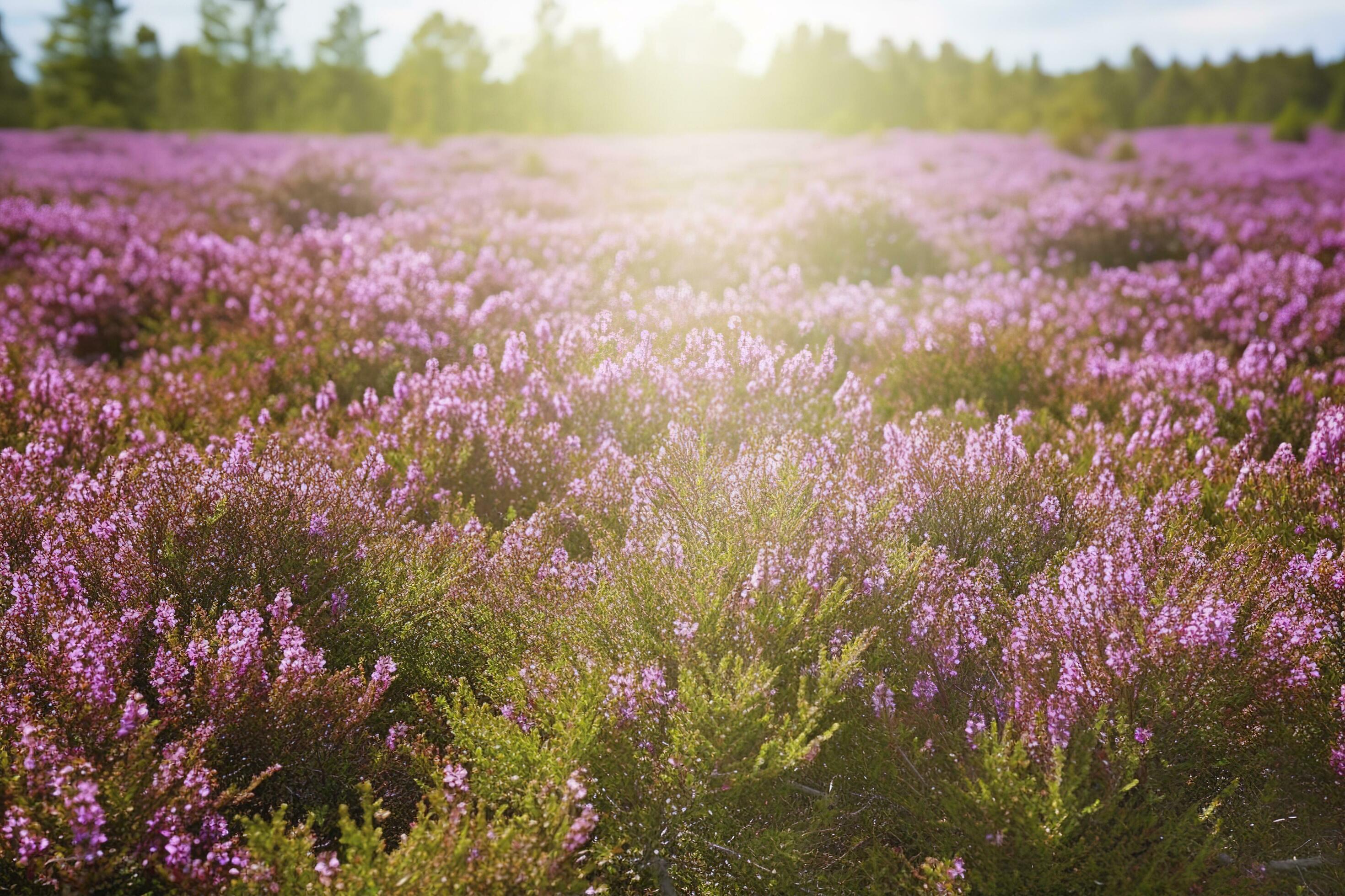 Erica Flower Field, Summer Season , generate ai Stock Free