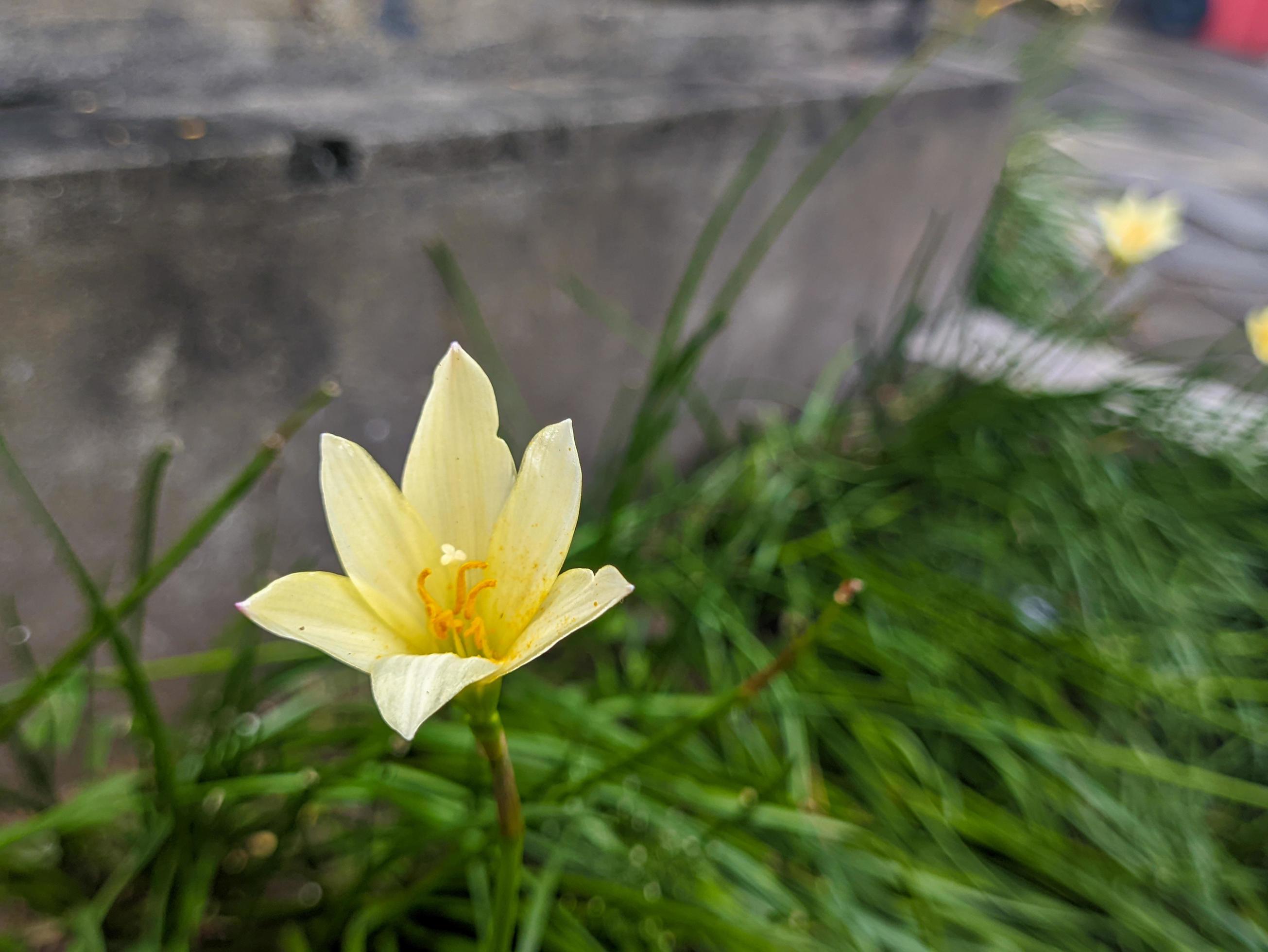 A close up of Zephyranthes candida flower Stock Free