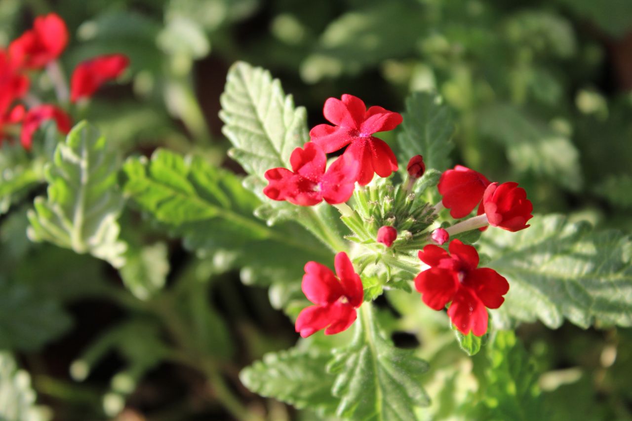 Bunch Of Red Flowers Stock Free