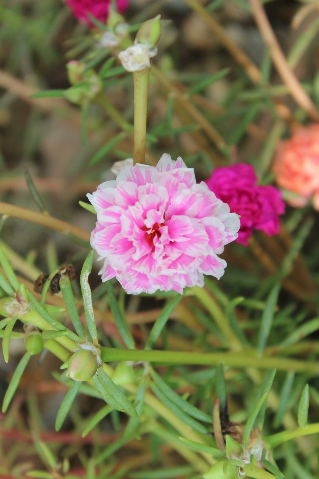 Portulaca oleracea common purslane, also known as verdolaga, red root, or pursley is an annual succulent in the family Portulacaceae. Stock Free