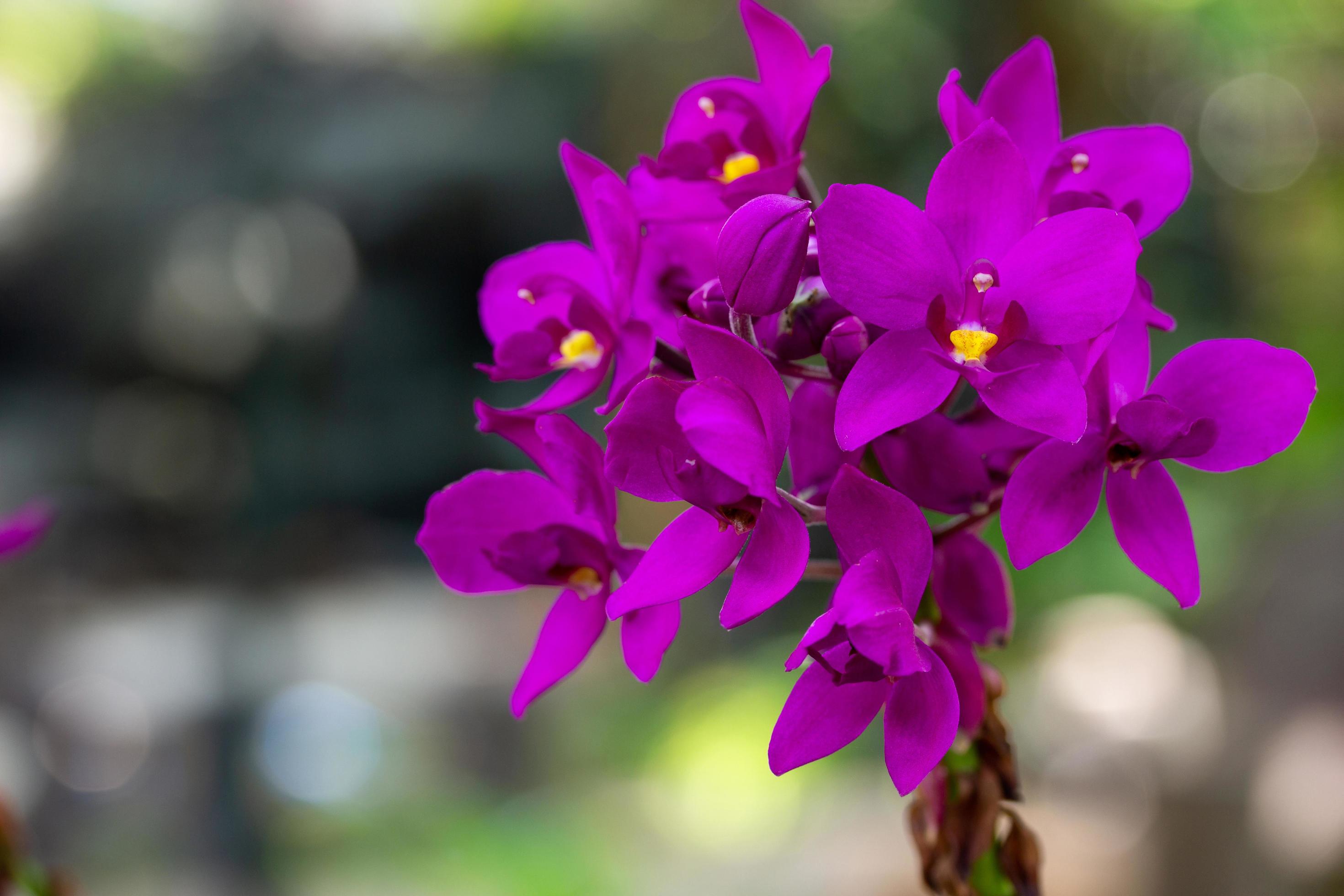 Purple Spathoglottis Plicata Orchids Flower Stock Free