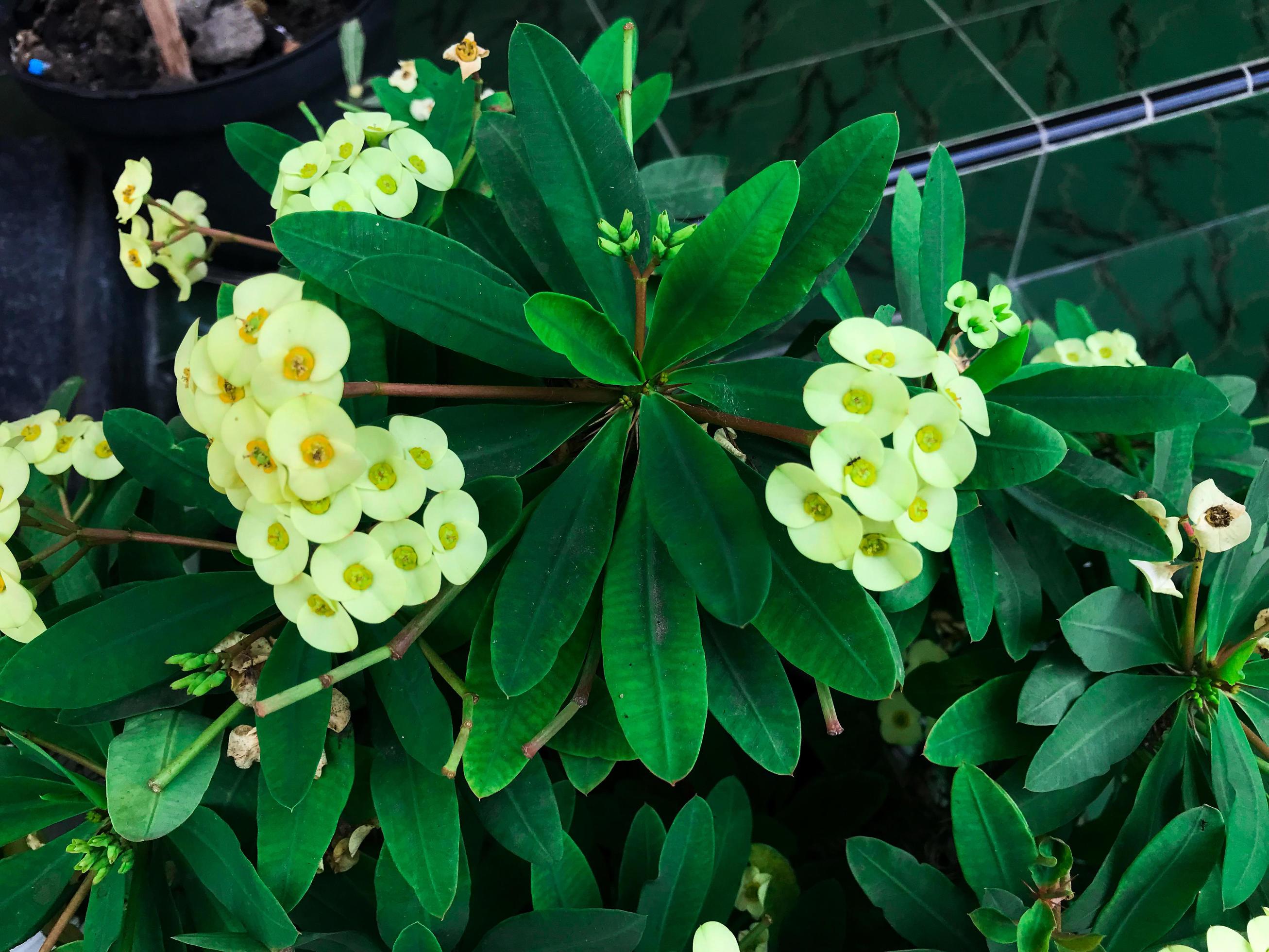 close up euphorbia flower blooms in the garden Stock Free