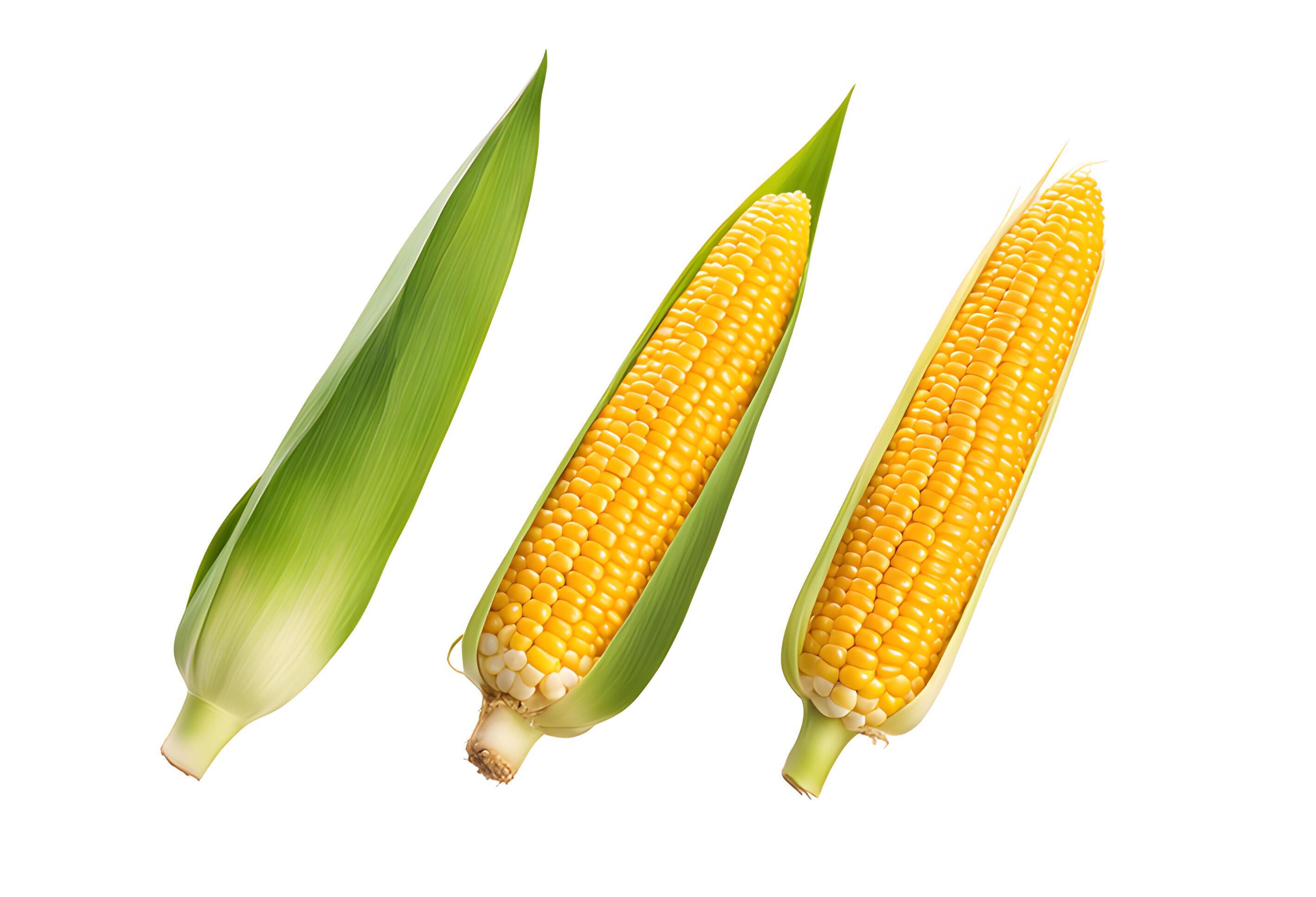 
									Set of Sweet corn isolated on white background. Three Fresh maize collection Stock Free