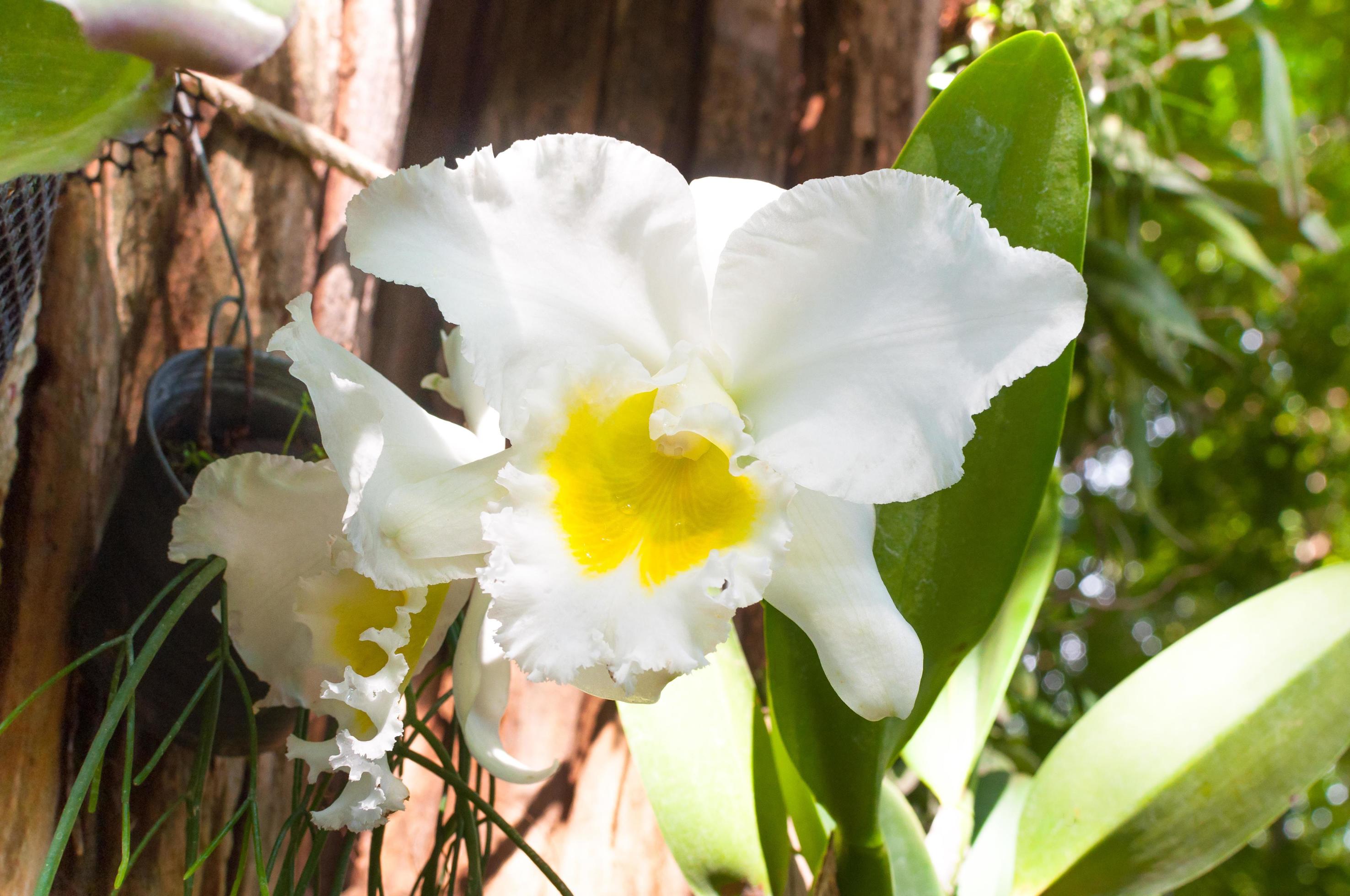 Cattleya orchid white flowers,Tropical Orchid flowers Stock Free