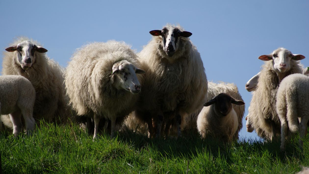 Family sheep Stock Free