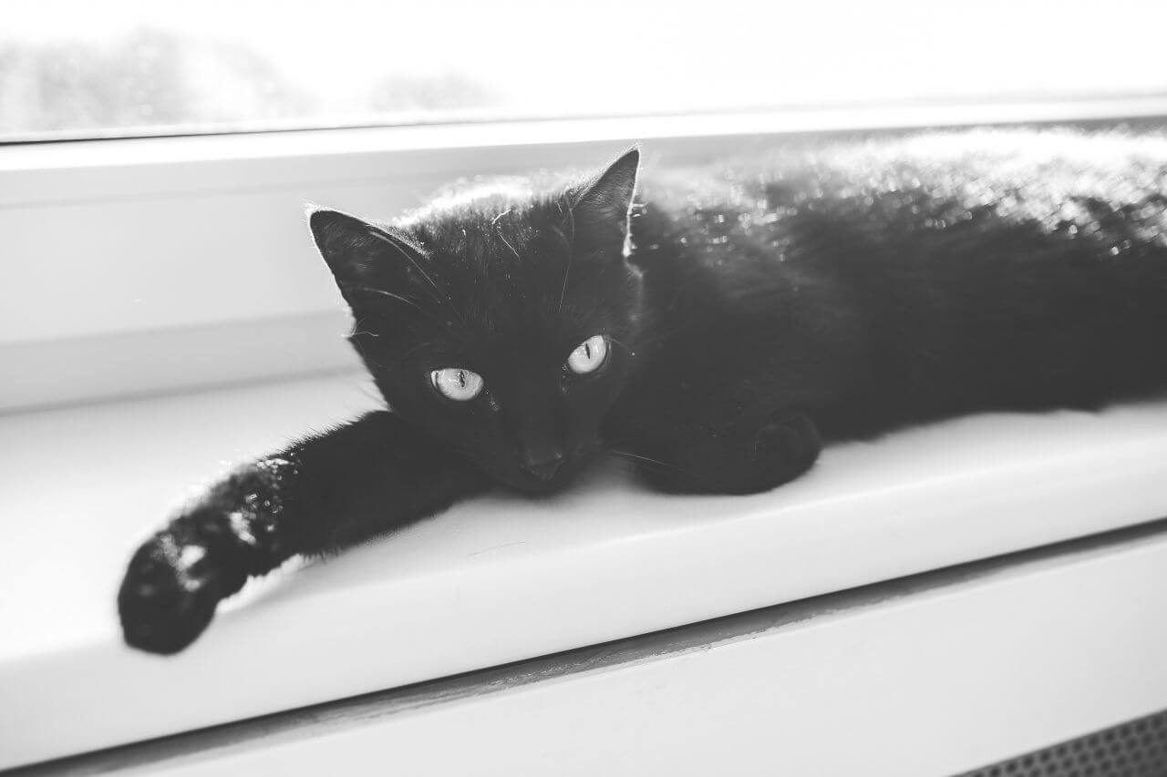 Black Cat in Black and White Stock Free