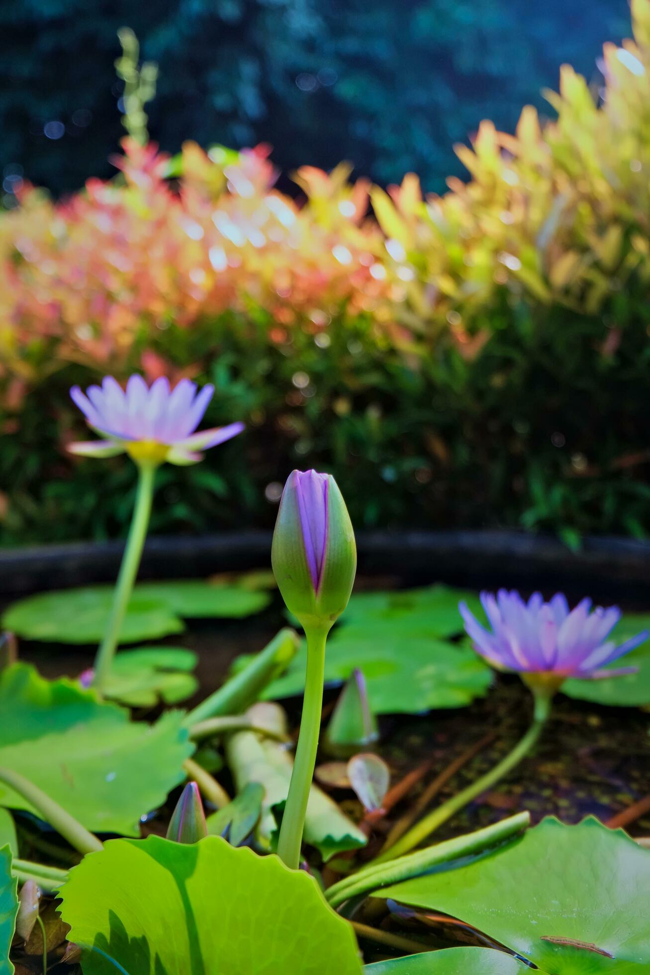 purple lotus flower growing on the lake, lotus flower nature background Stock Free