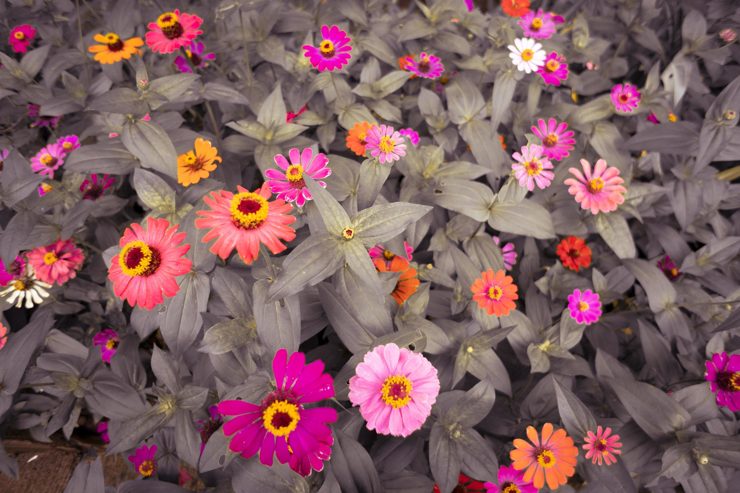 Close up photo of wild pink flower on spring time. The photo is suitable to use for nature background and content media social. Stock Free