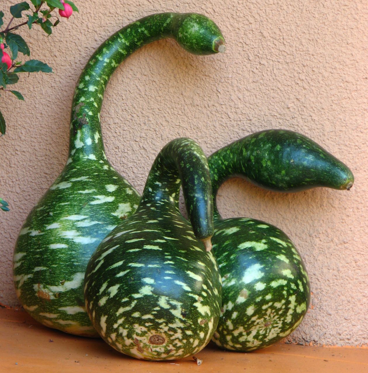 Swan gourds Stock Free