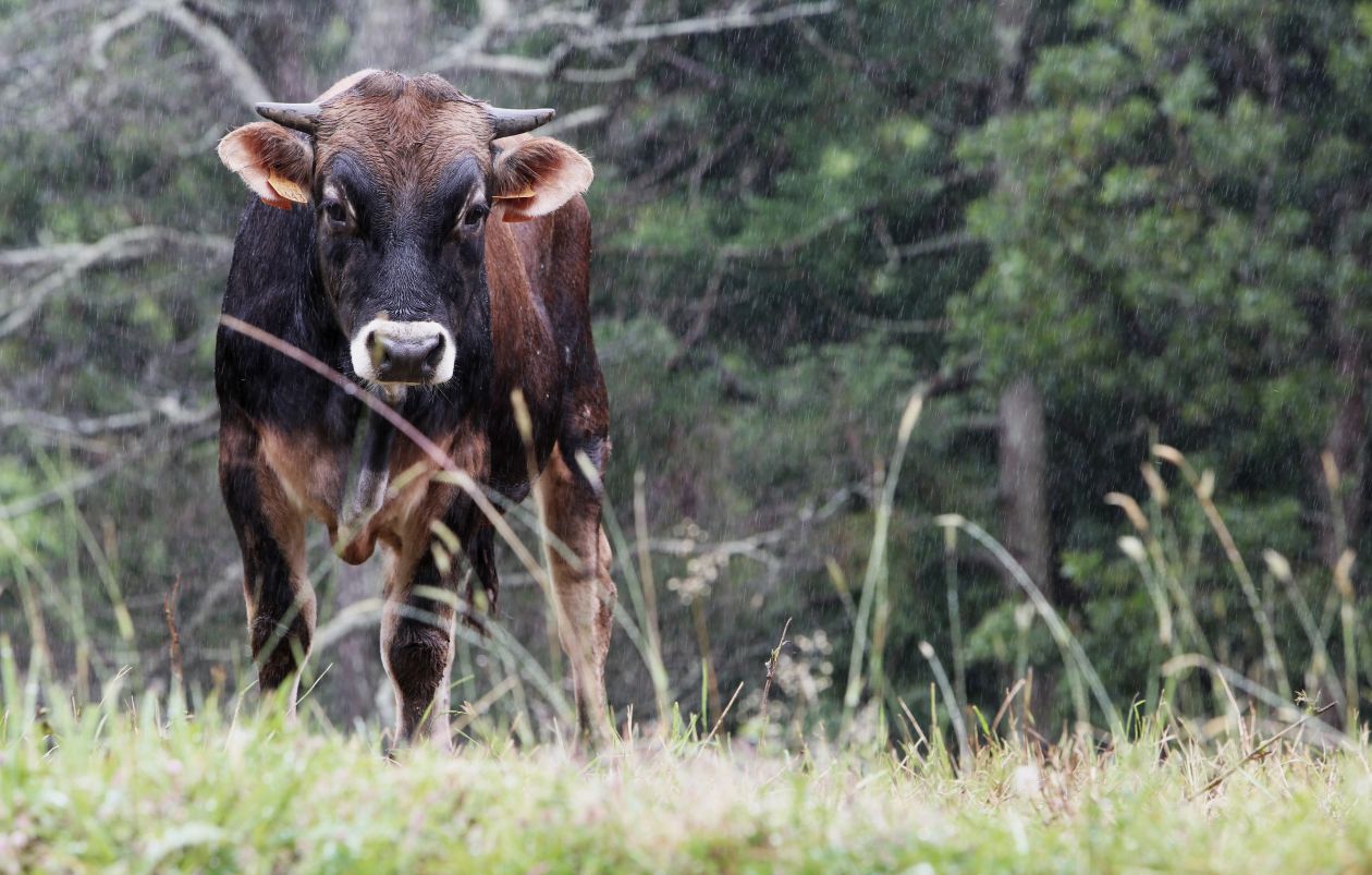 Cow Under The Rain Stock Free