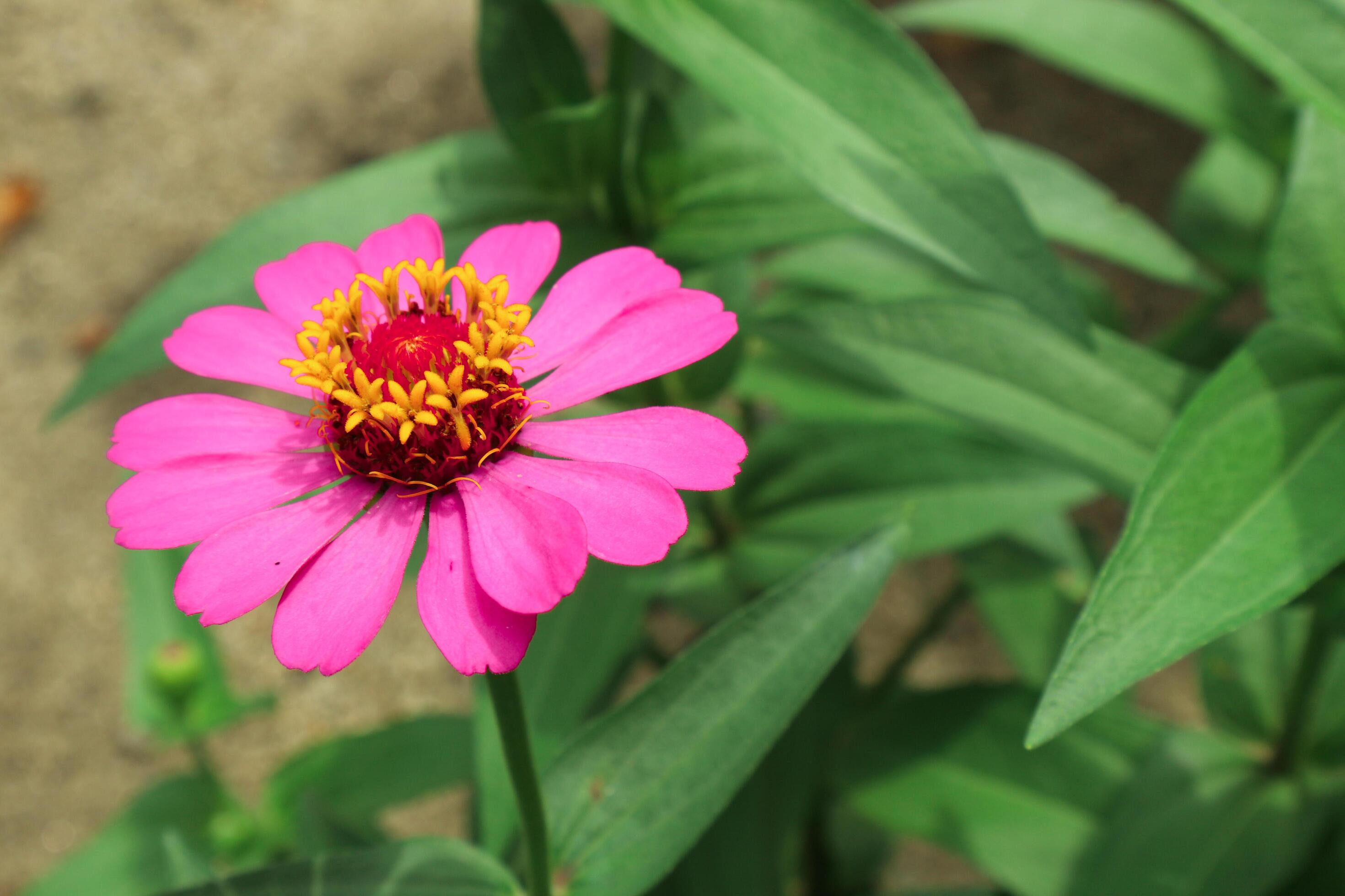 Pink Flower of Peruvian Zinnia , Wild Zinnia Plant or Zinnia Peruviana, Member of the Asteraceae Family Stock Free