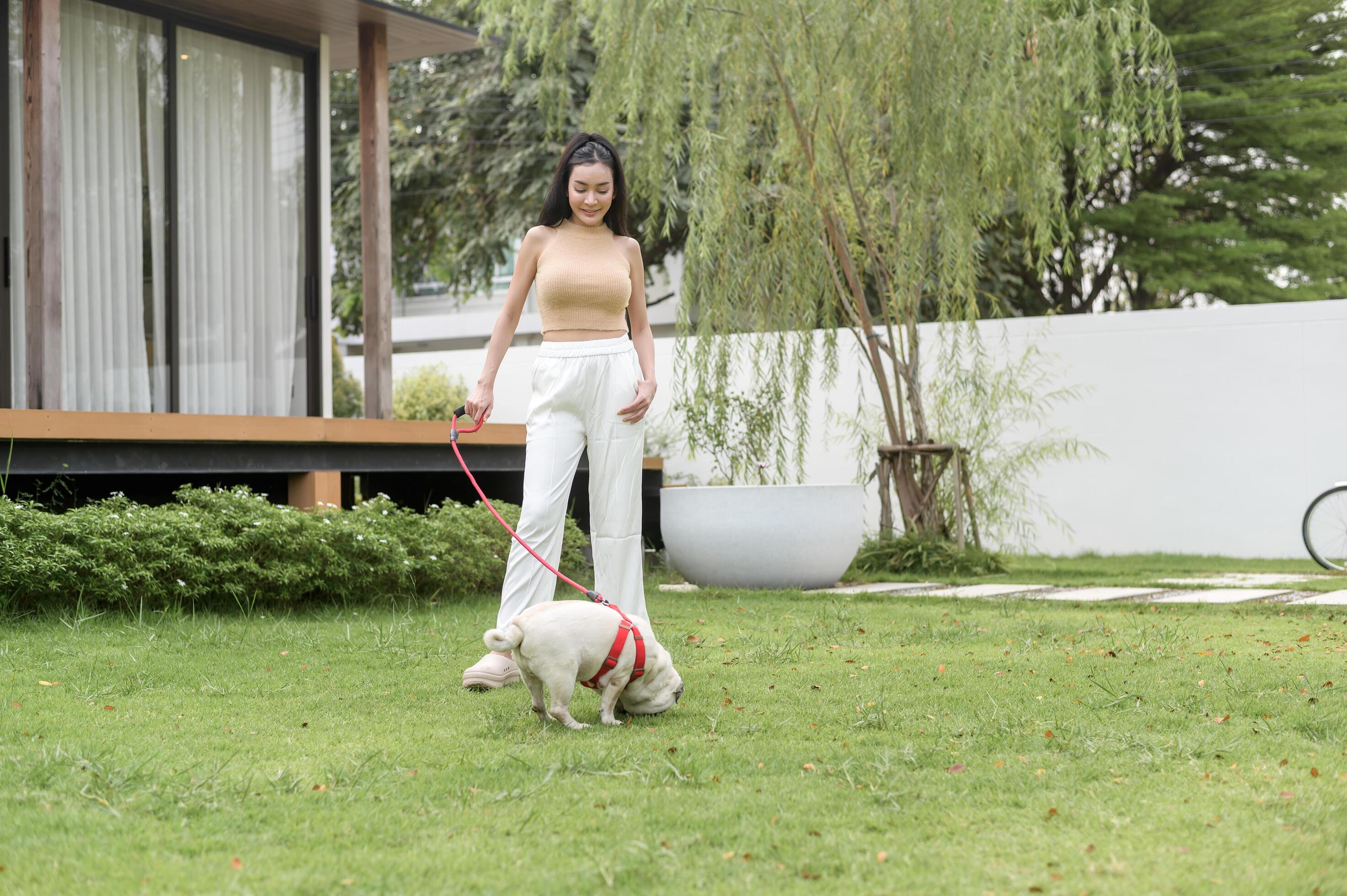 Happy asian woman playing with Cute Smart pug Puppy Dog In the Backyard Stock Free