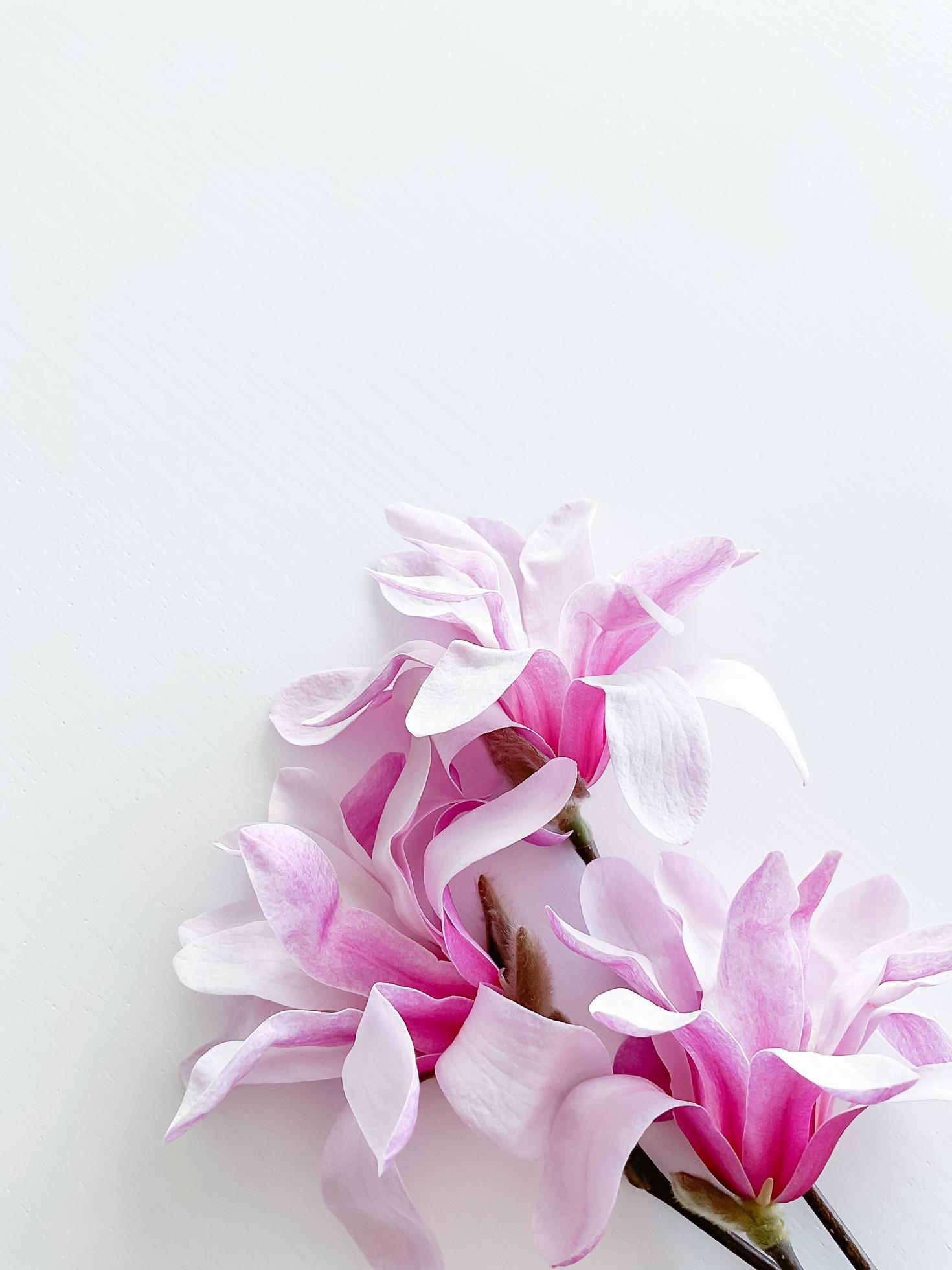 Closeup photo of pink magnolia flowers, isolated Stock Free