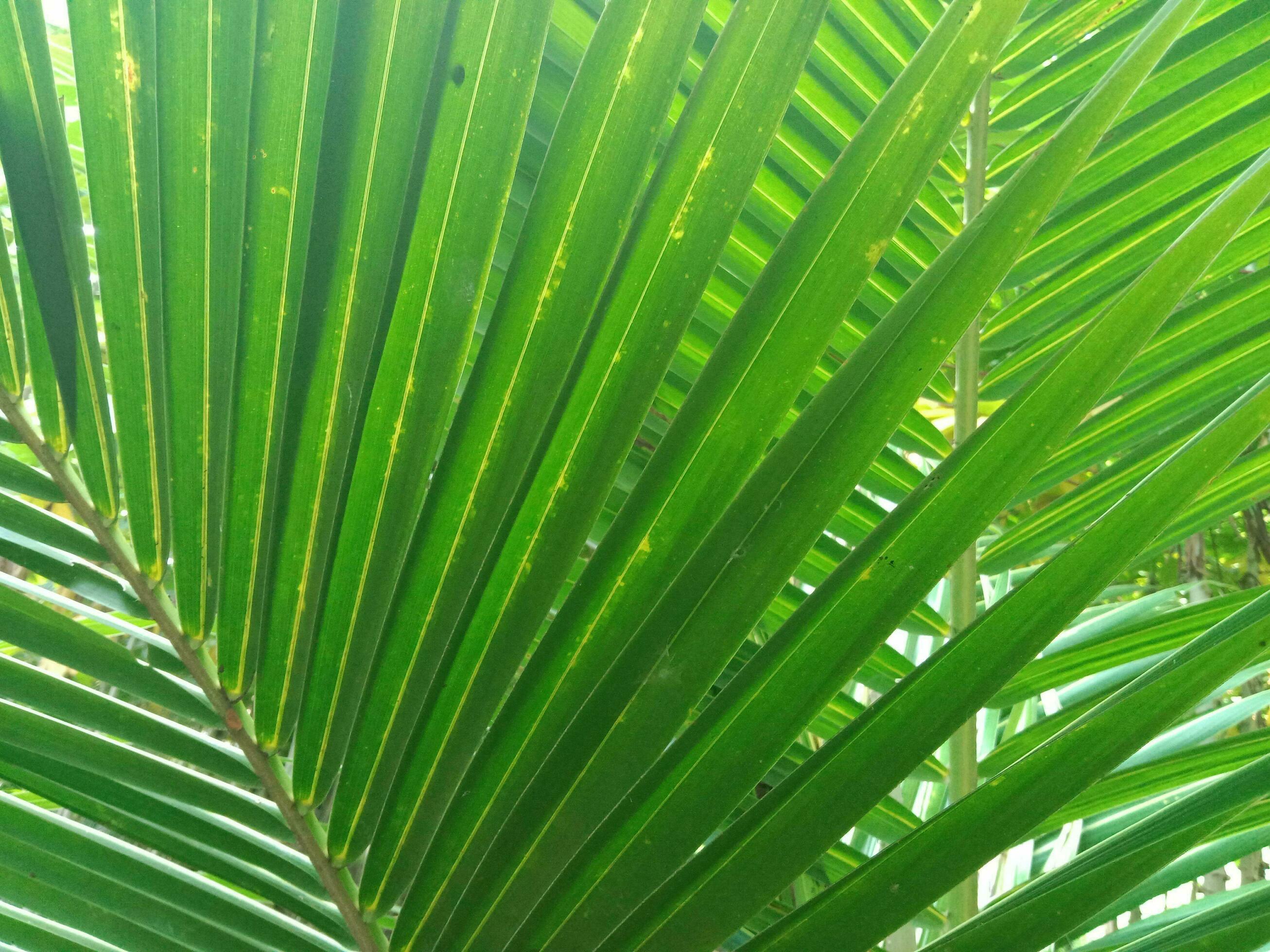 natural and awesome green coconut leaf background. Stock Free