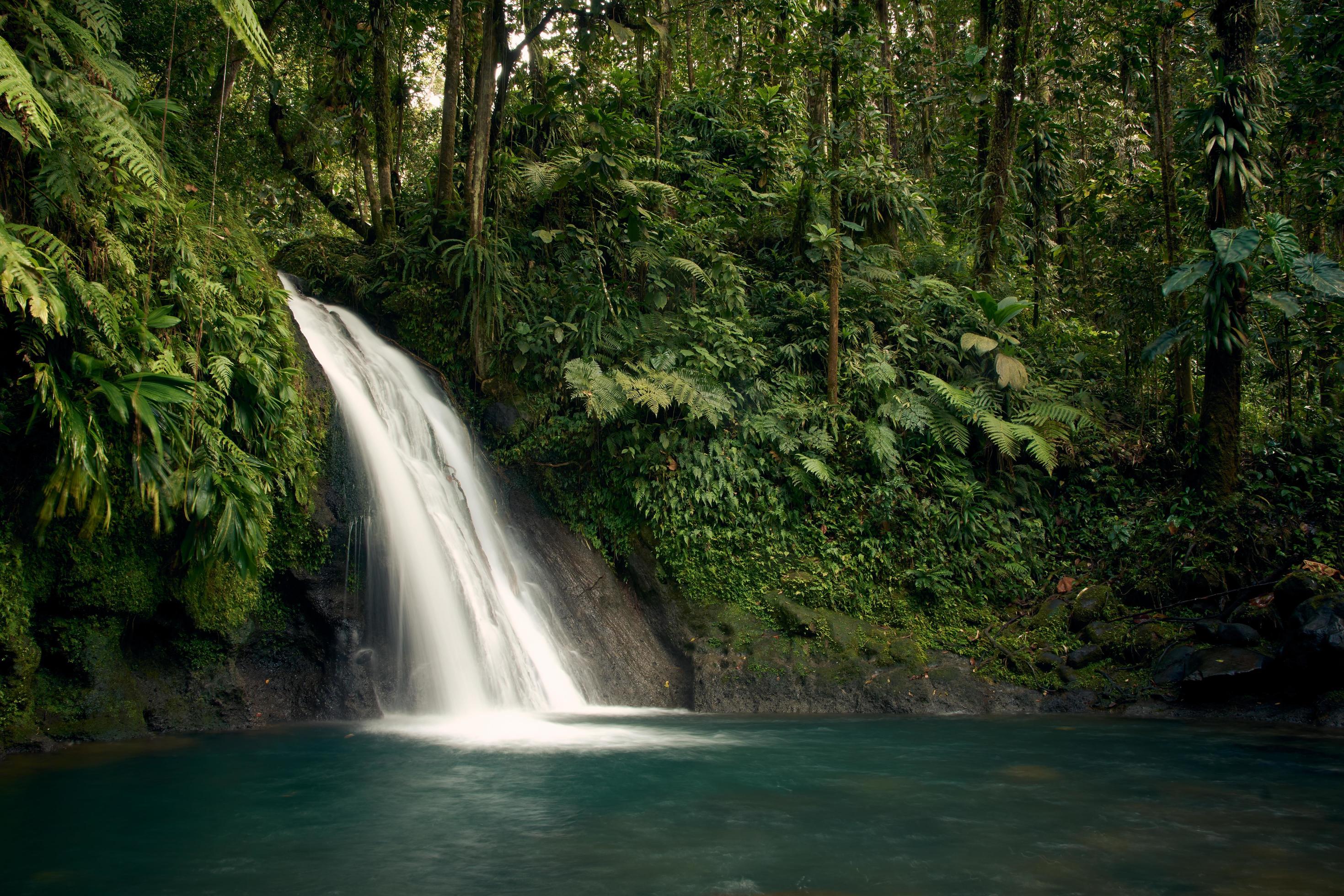 Waterfall in middle of green trees Stock Free