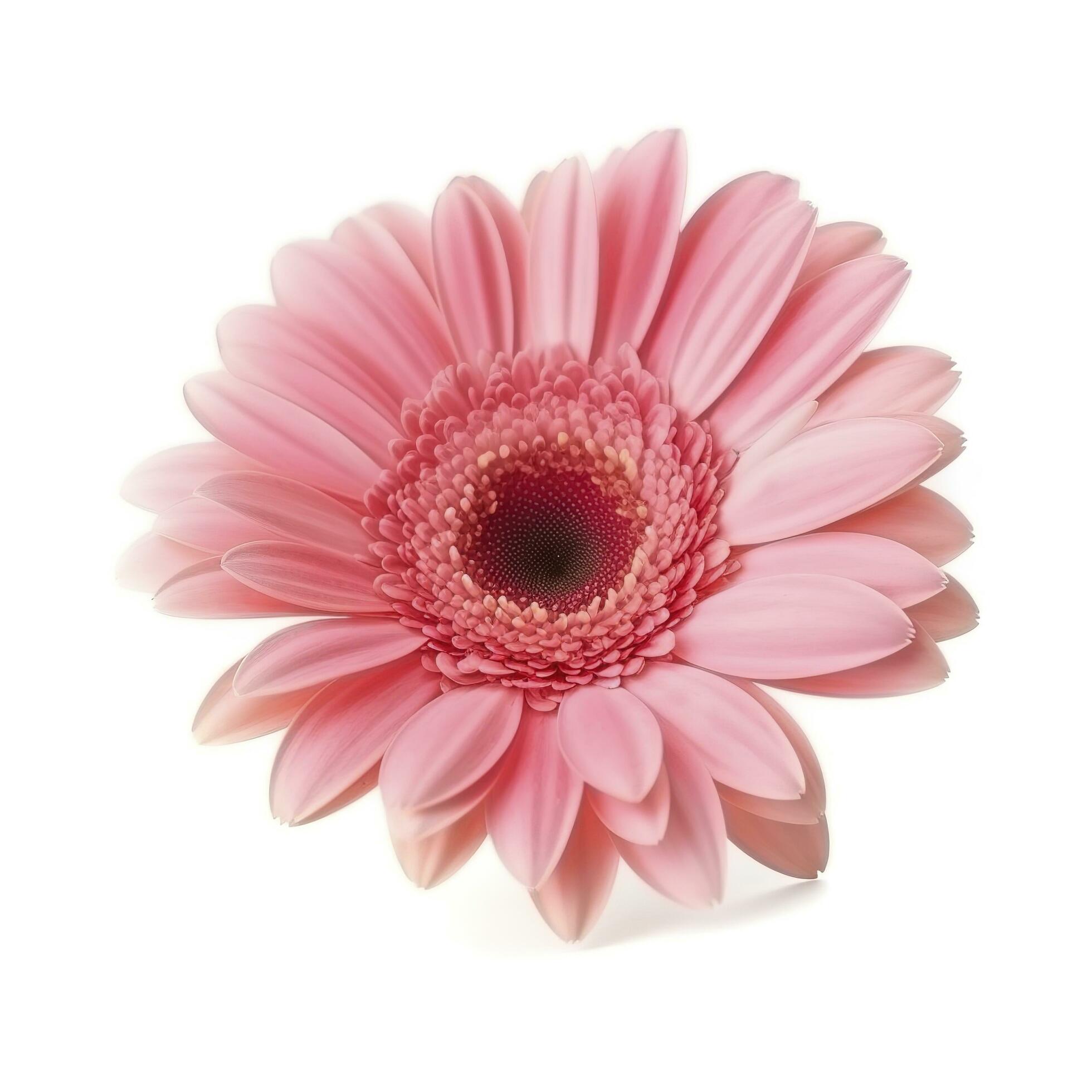 Pink gerbera flower isolated on white background, generate ai Stock Free