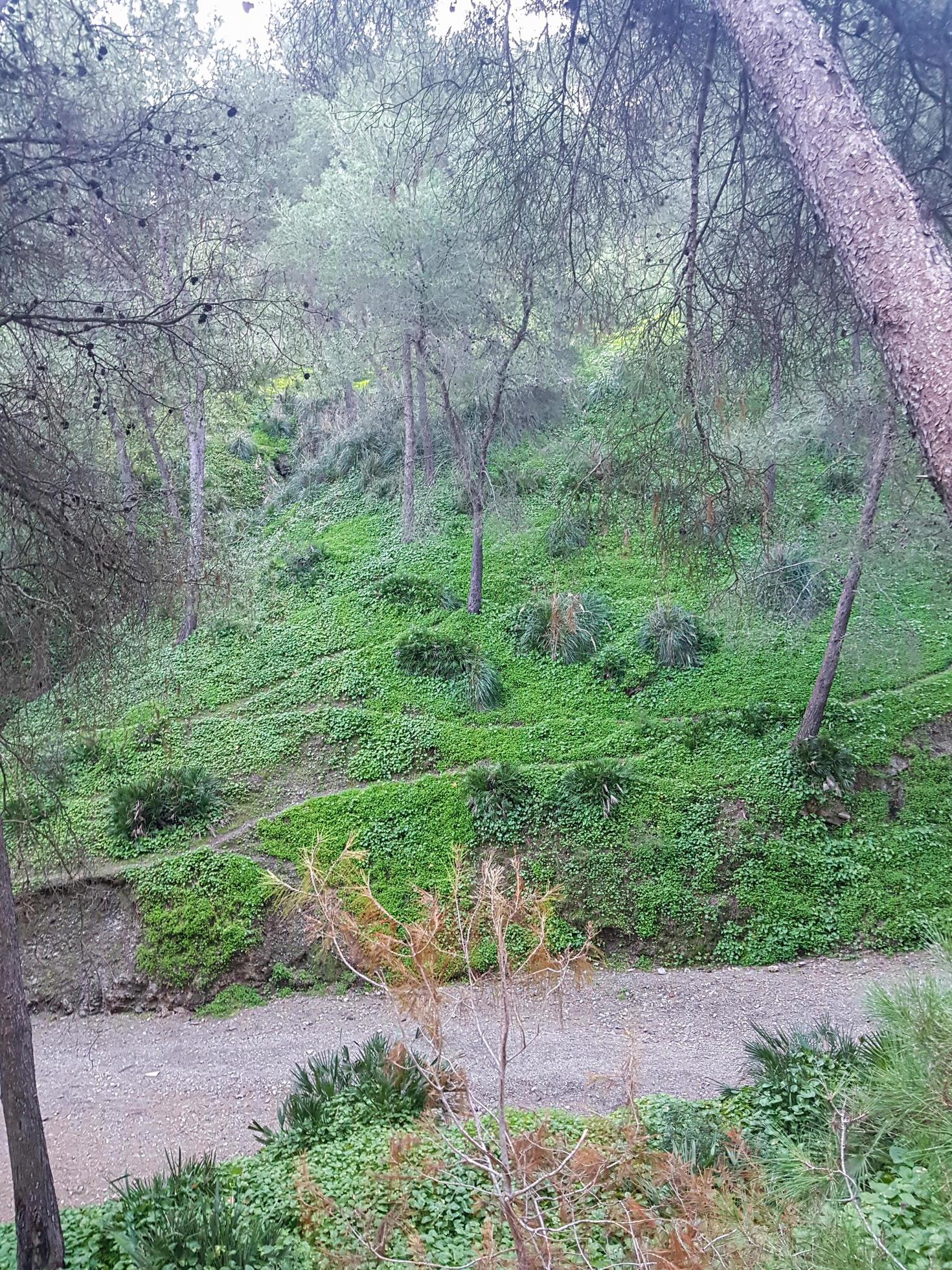 Footpath among the trees in the original nature Stock Free