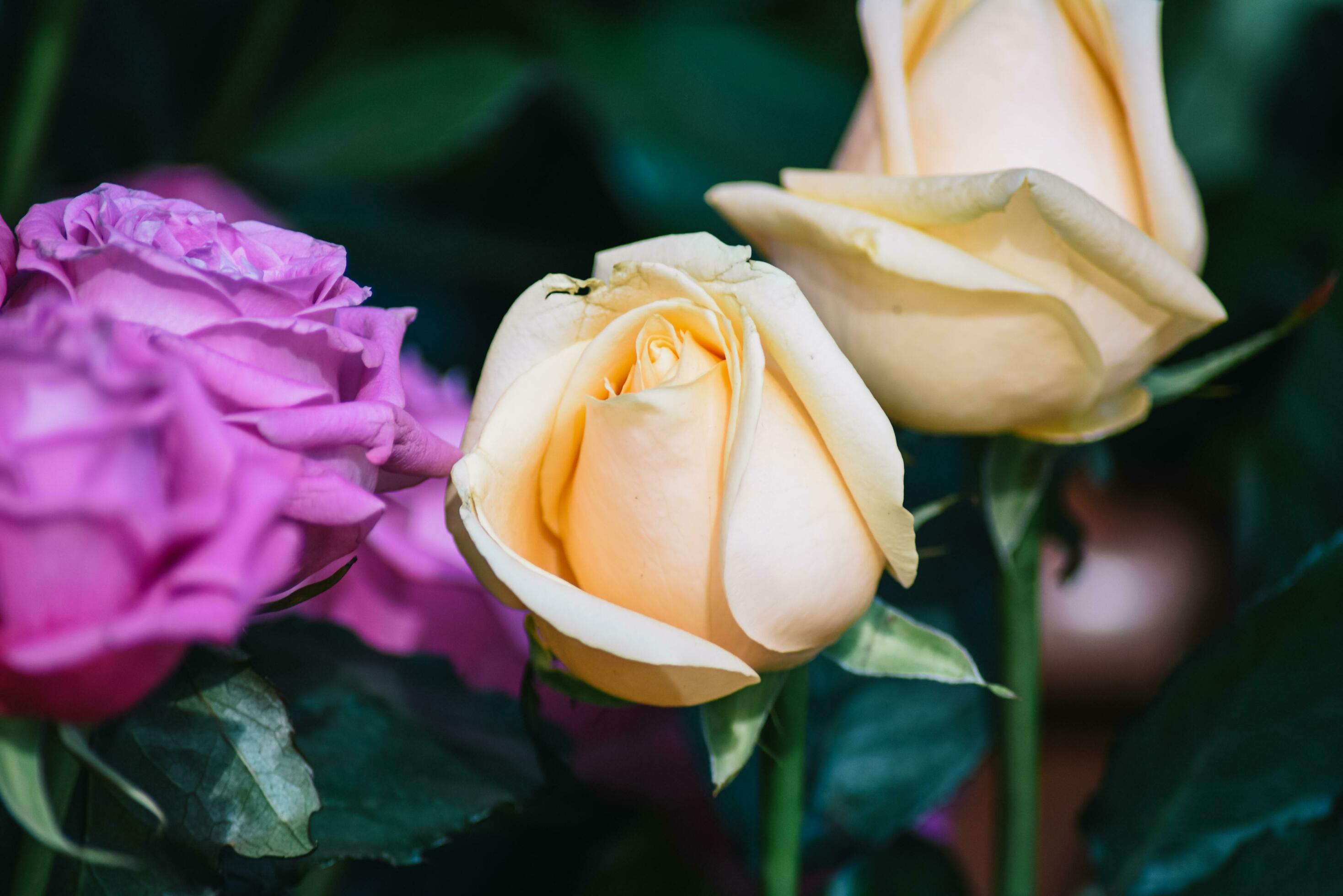 The backdrop of the colorful flowers Stock Free