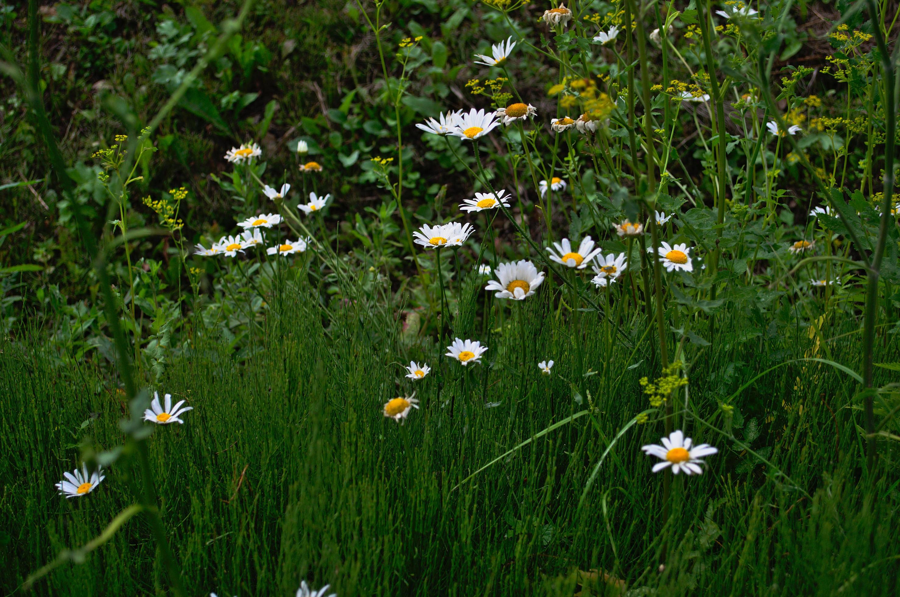 Spring chamomiles in the green grass. Nature picture. Stock Free