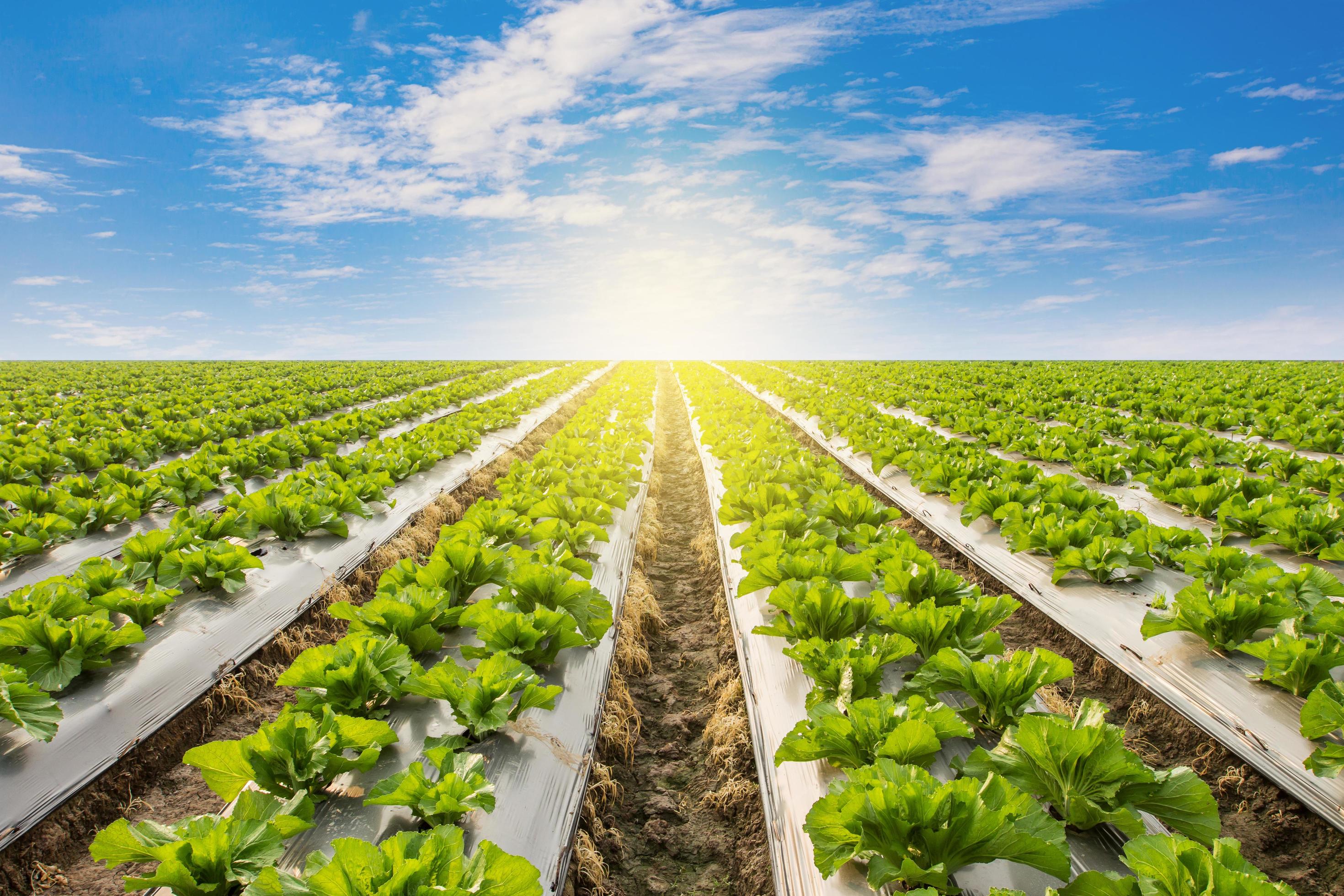 Green lettuce on field agricuture with blue sky Stock Free