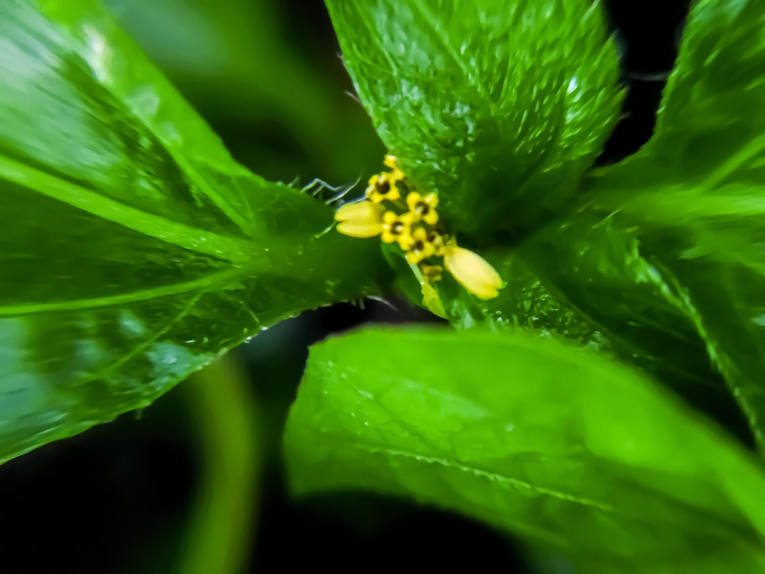 Beautiful yellow flower on a blurred background. Flower macro photo. Stock Free