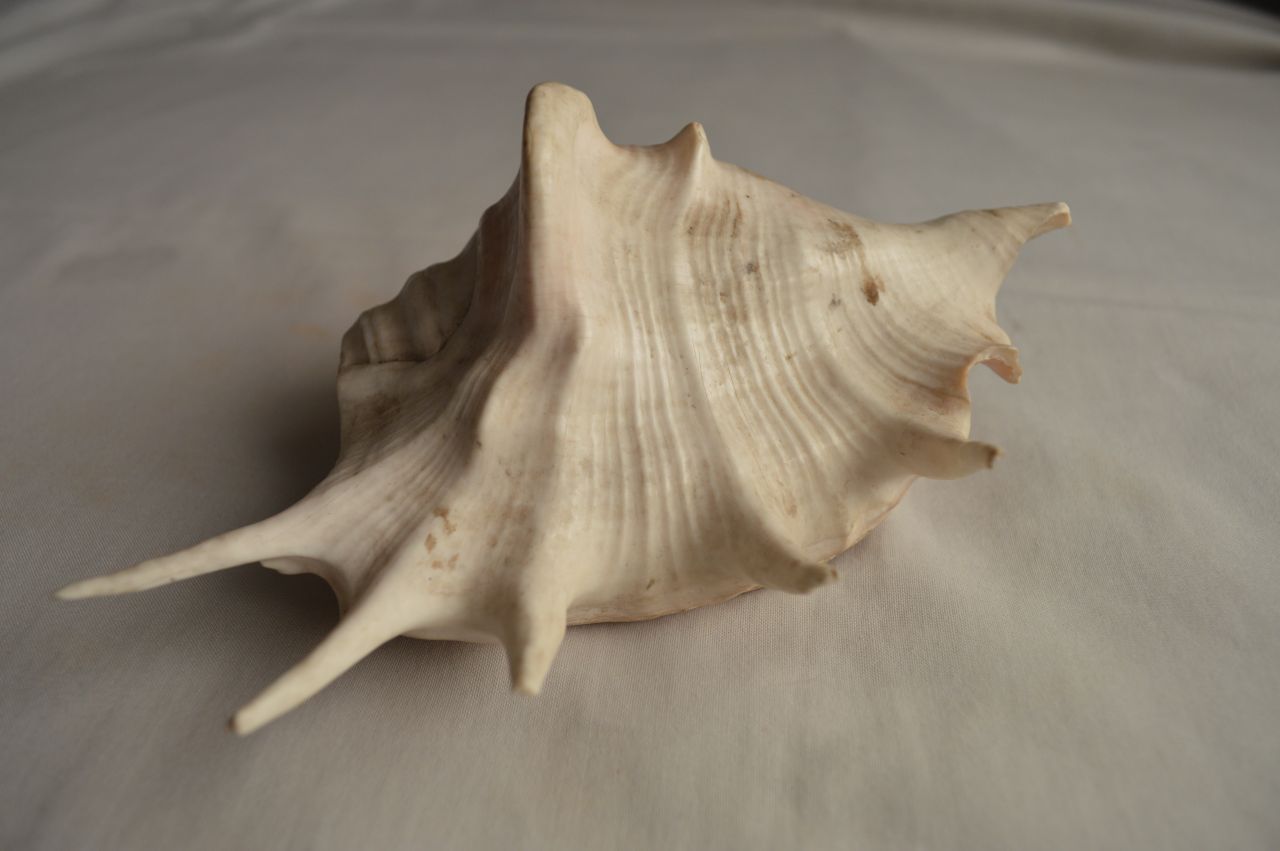 Conch Shell Stock Free