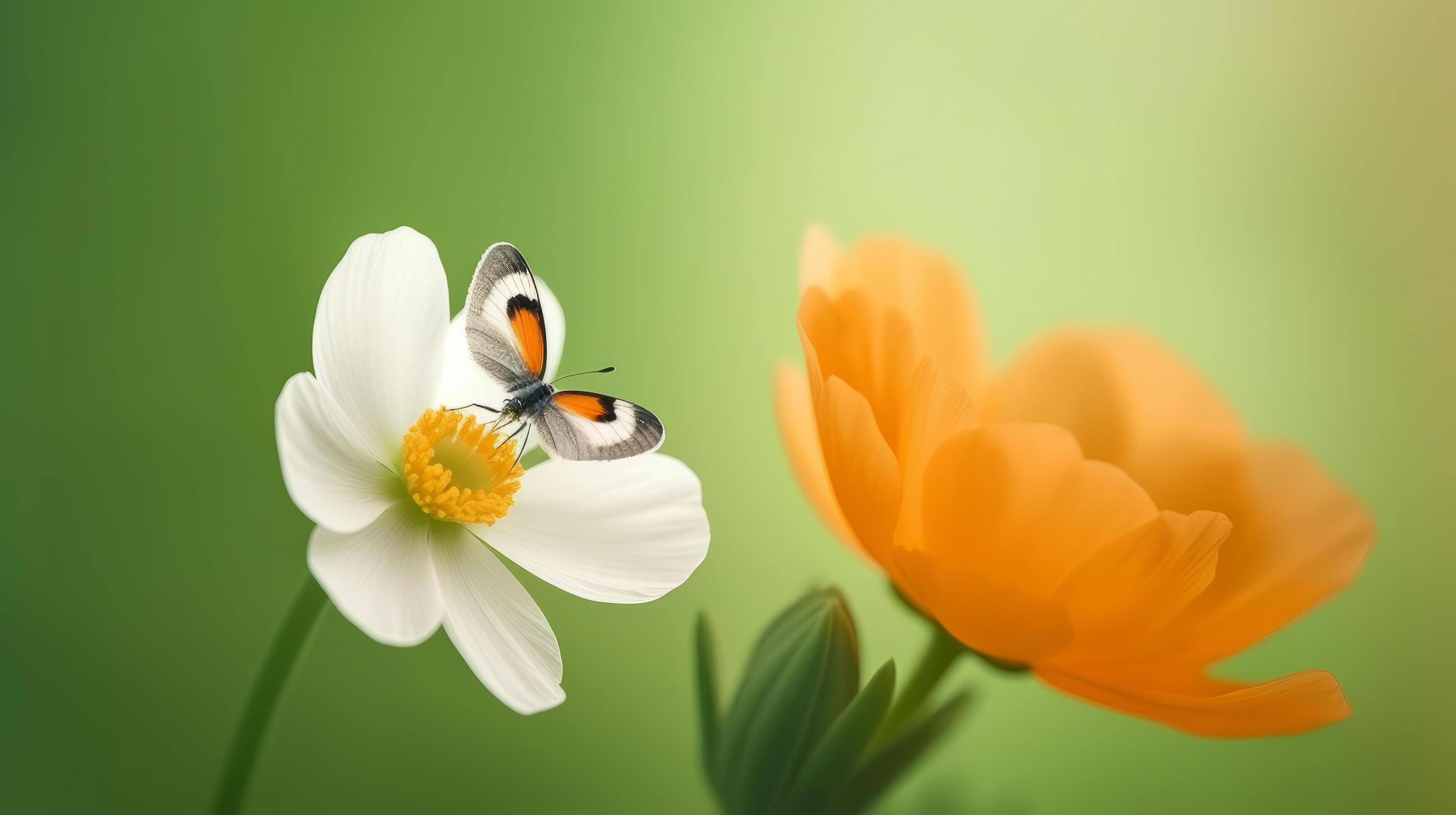 Anemone flower with butterfly. Illustration Stock Free