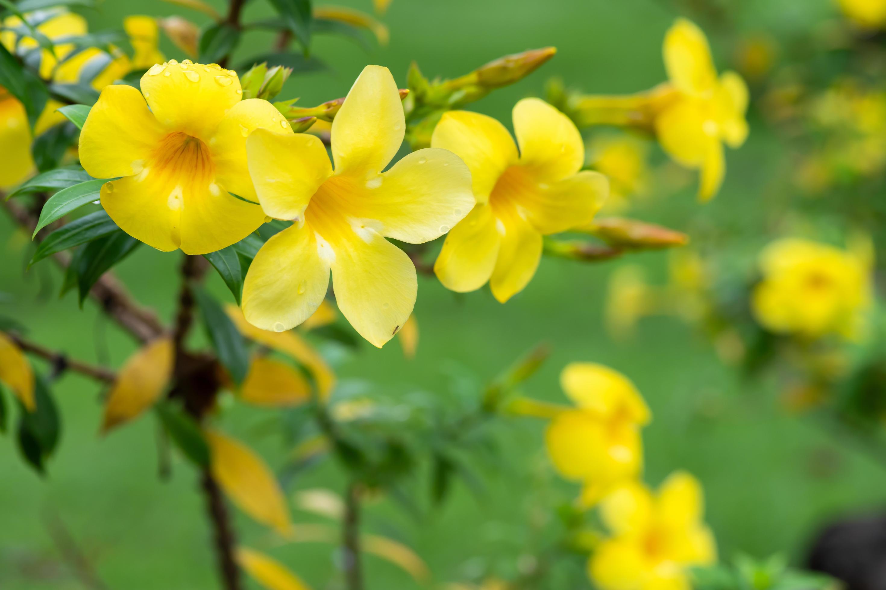 Yellow flowering plant called Allamanda, Allamanda cathartica native to the Americas Stock Free