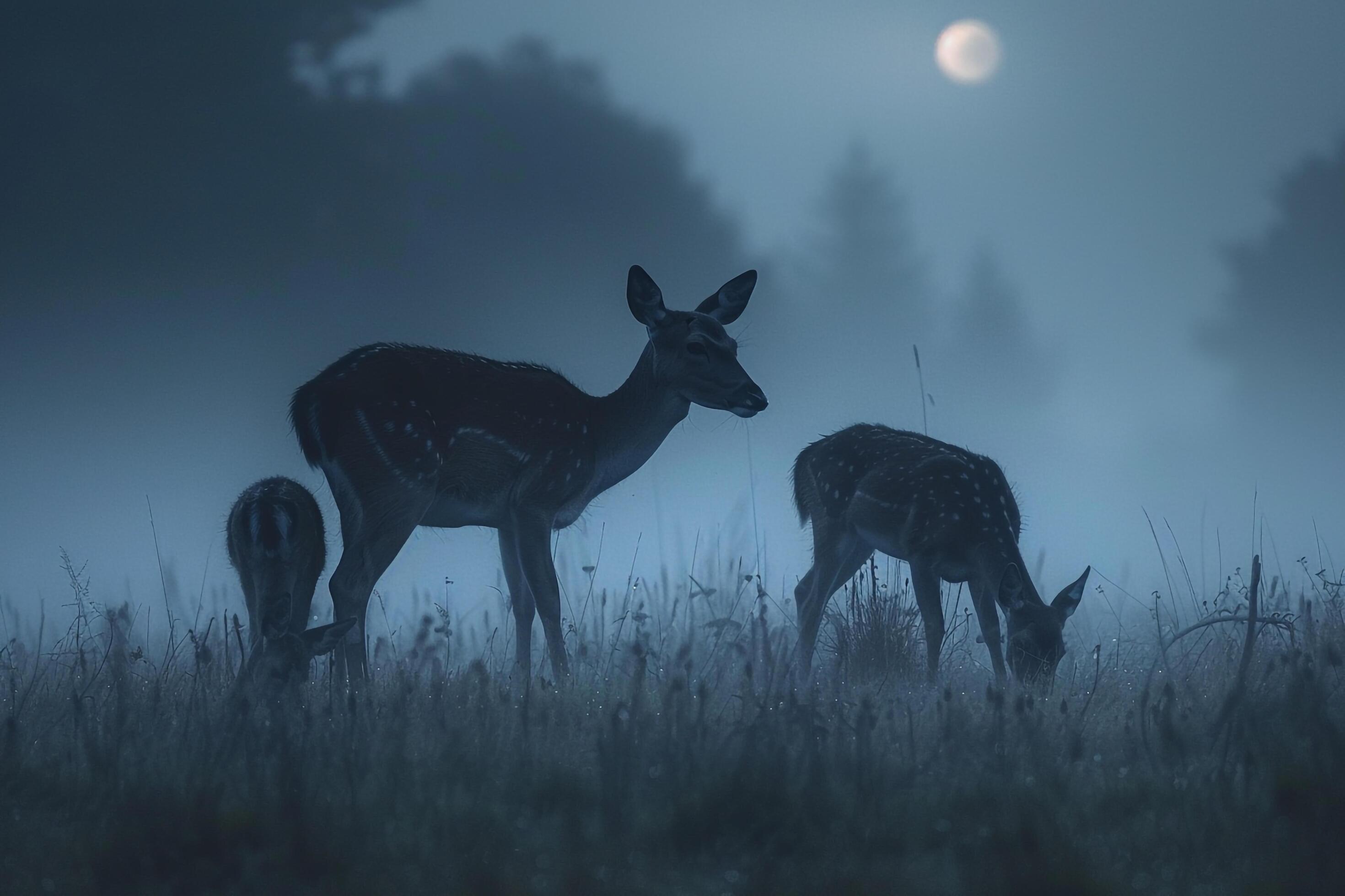 Moonlight Filtering Through Mist. Casting a Silver Glow on a Family of Deer Grazing in a Meadow Nature Background Stock Free