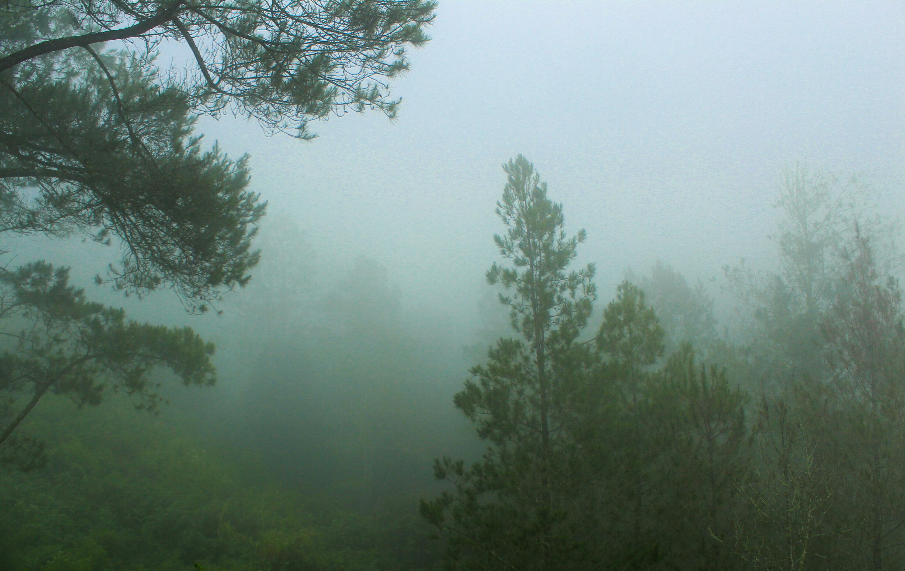 foggy forest landscape. spooky mountain forest nature themed background with fog mood. Stock Free