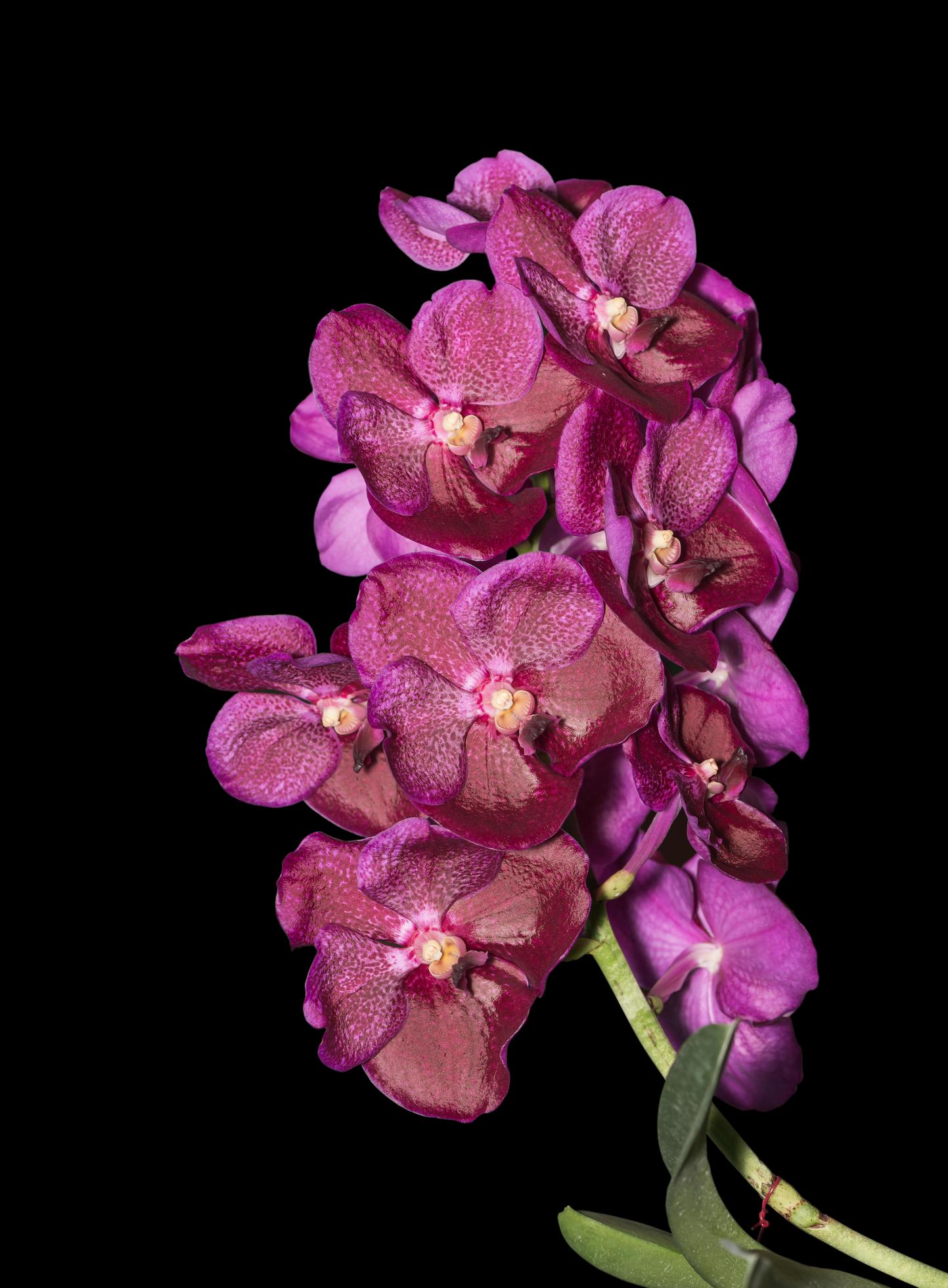 Hybrid pink vanda orchid flower isolated Stock Free