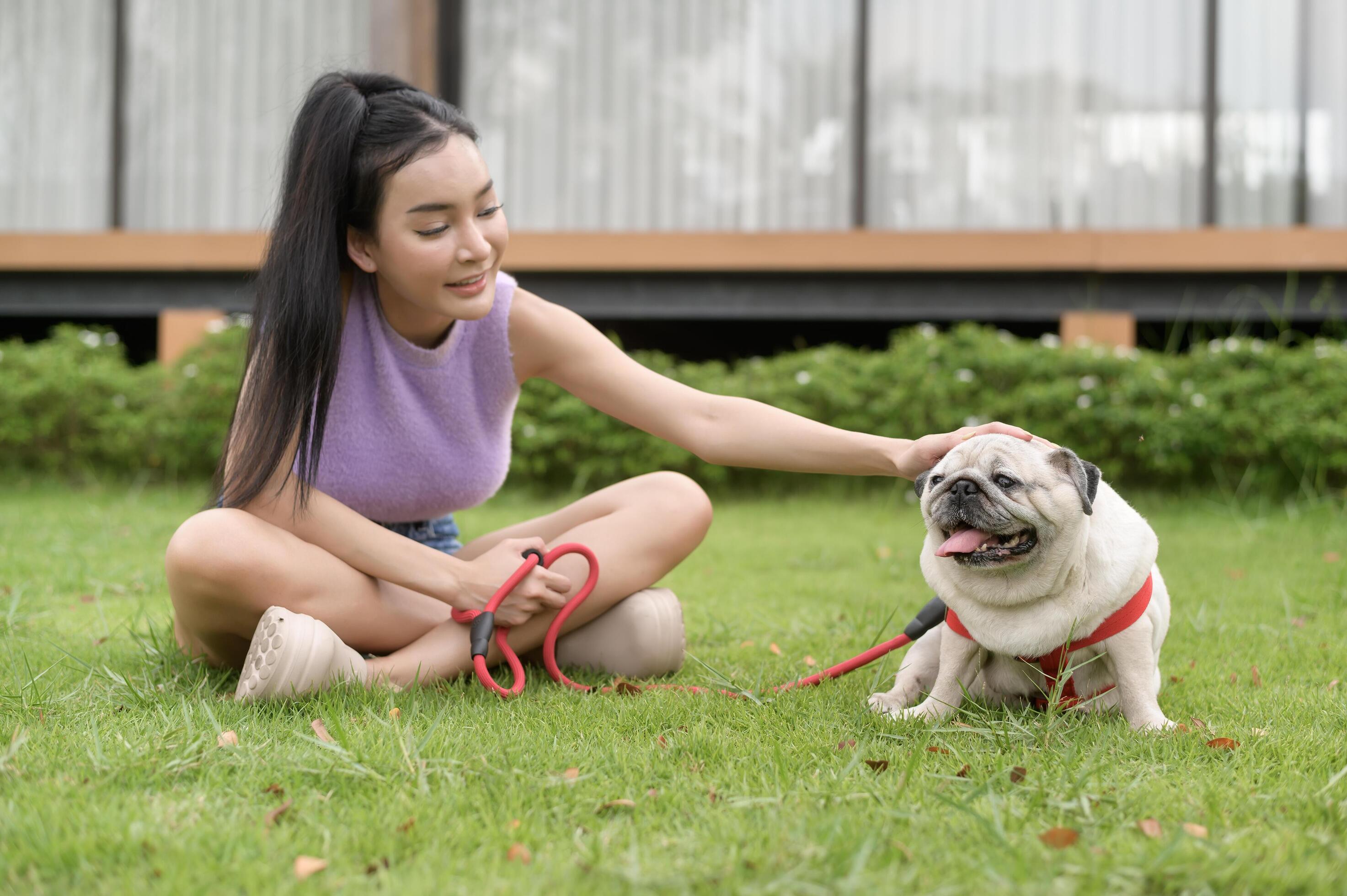 Happy asian woman playing with Cute Smart pug Puppy Dog In the Backyard Stock Free