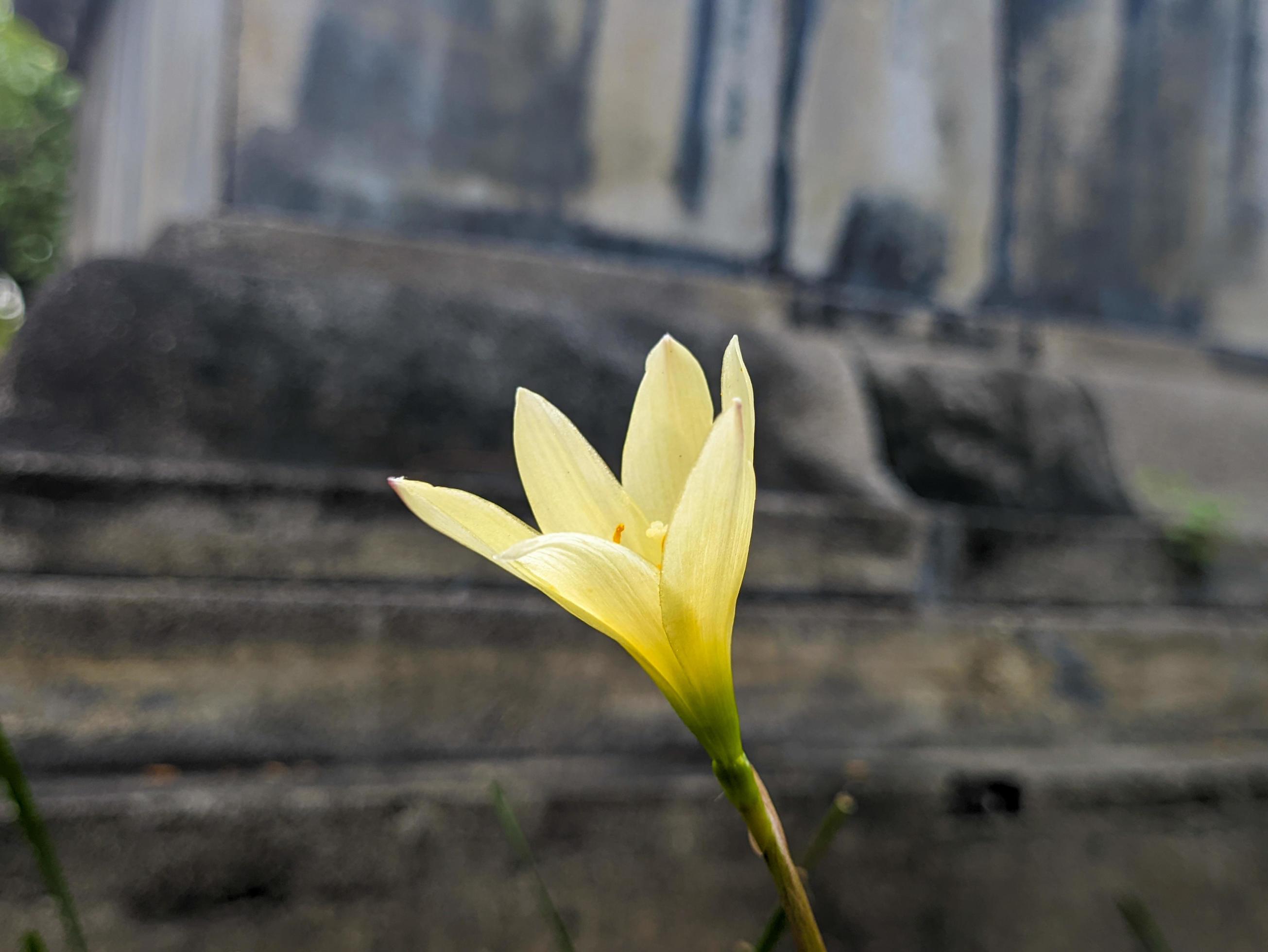 A close up of Zephyranthes candida flower Stock Free