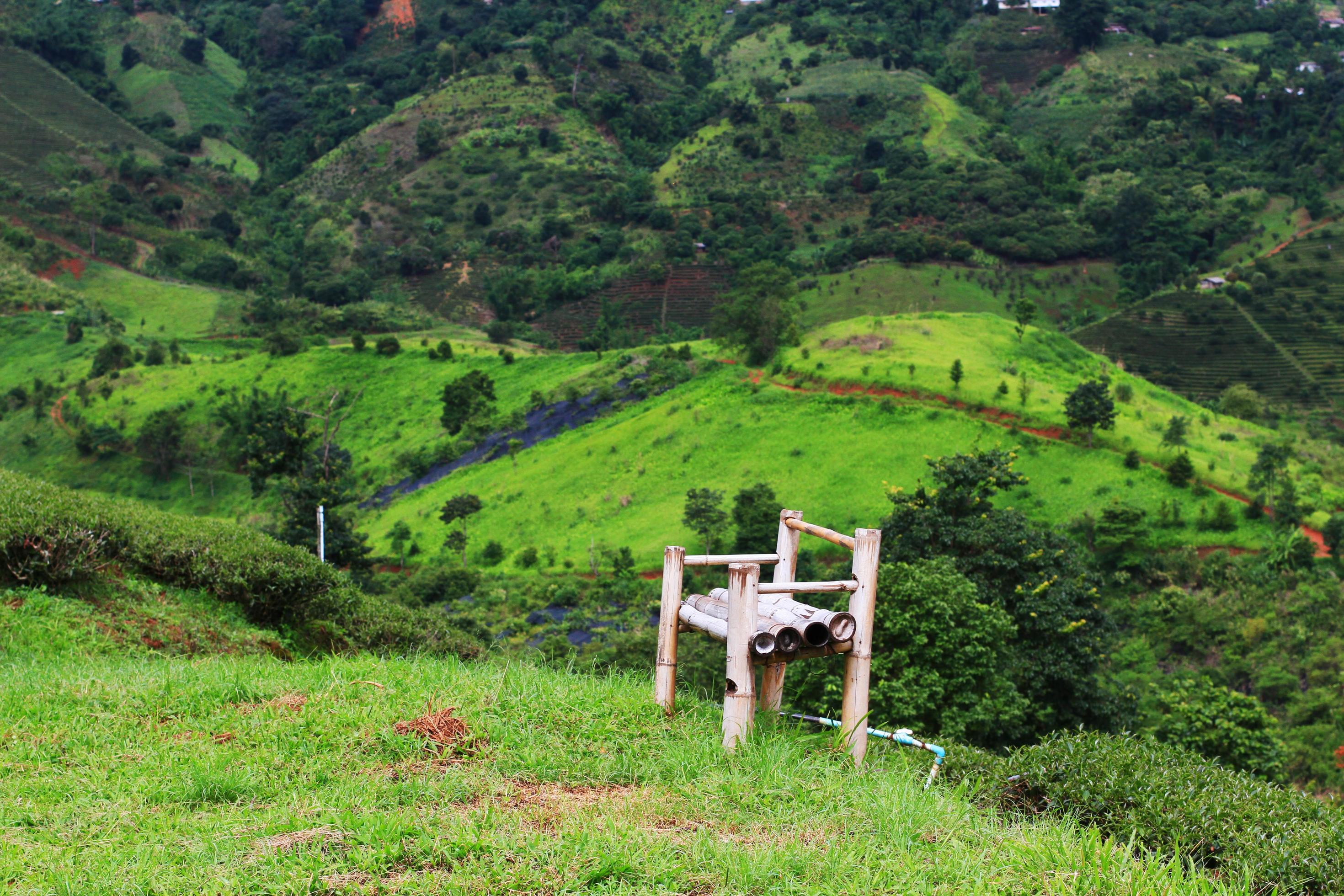 Bamboo chair on grass in Tea Plantation on the mountain and forest is very beautiful view in Chiangrai Province, Thailand. Stock Free