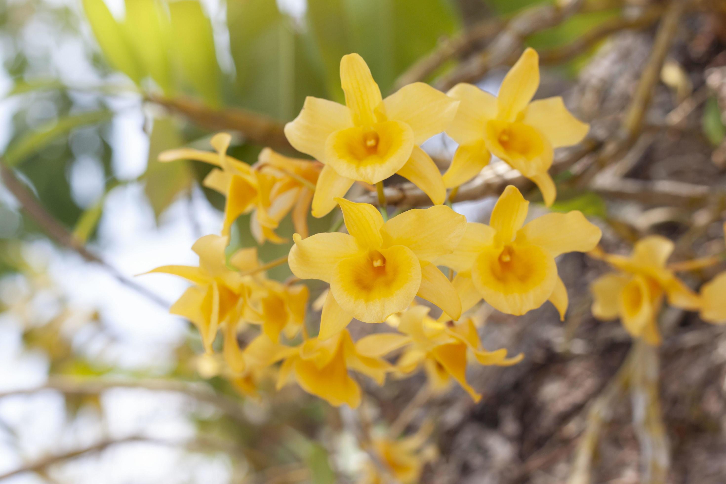 Yellow orchid flower or Dendrobium friedericksianum Rchb.f. bloom with sunlight in the garden on nature background. Stock Free