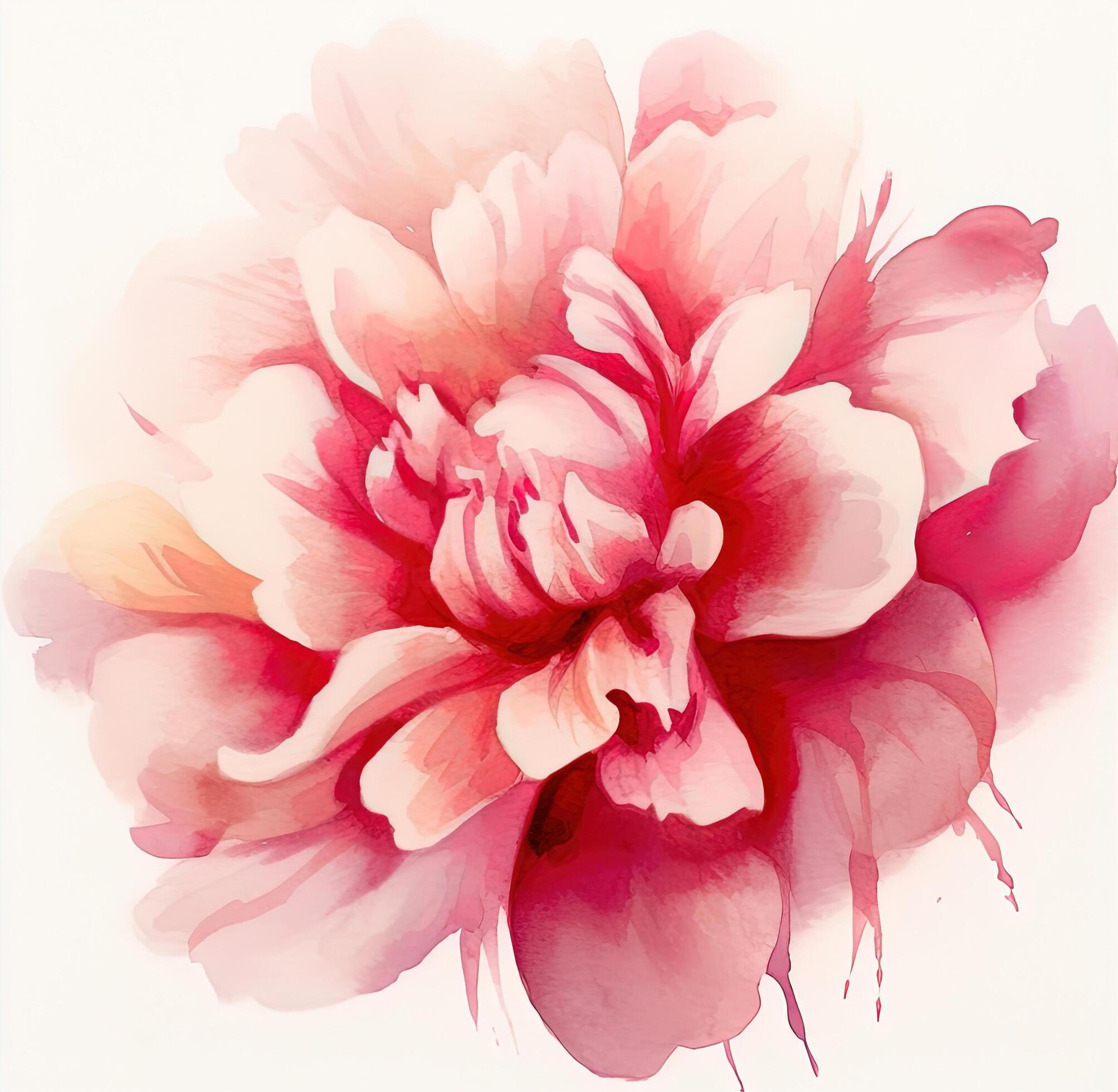 Watercolor beautiful peony flower. Illustration Stock Free