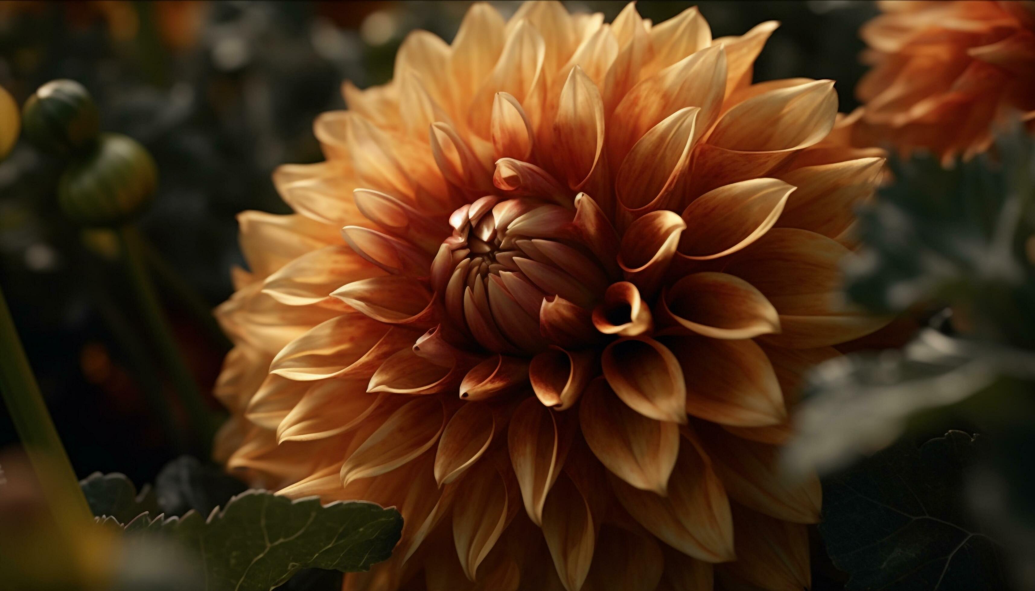 Vibrant yellow dahlia blossom, a single flower of beauty in nature generated by AI Stock Free