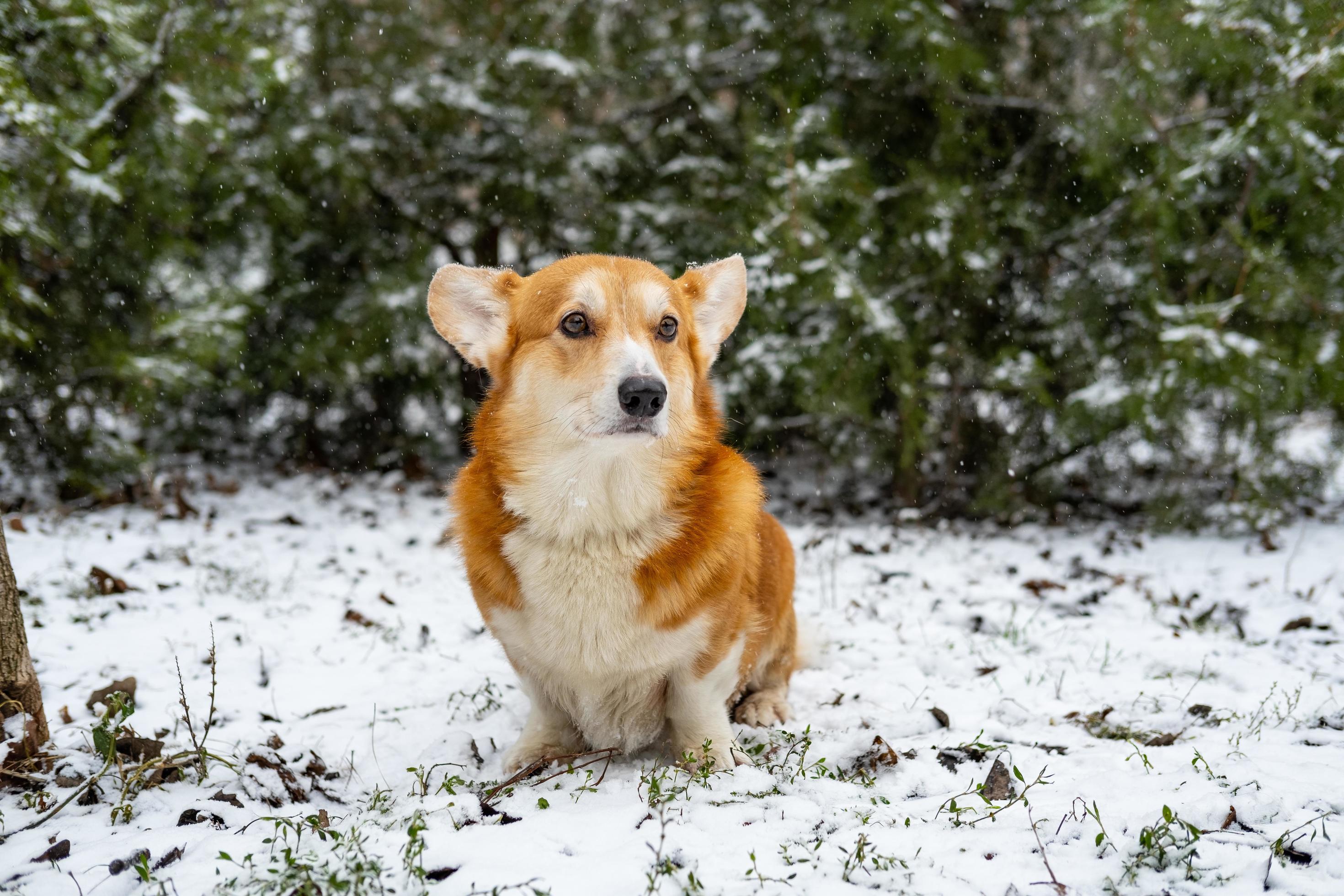 Funny corgi dog in the snow Stock Free