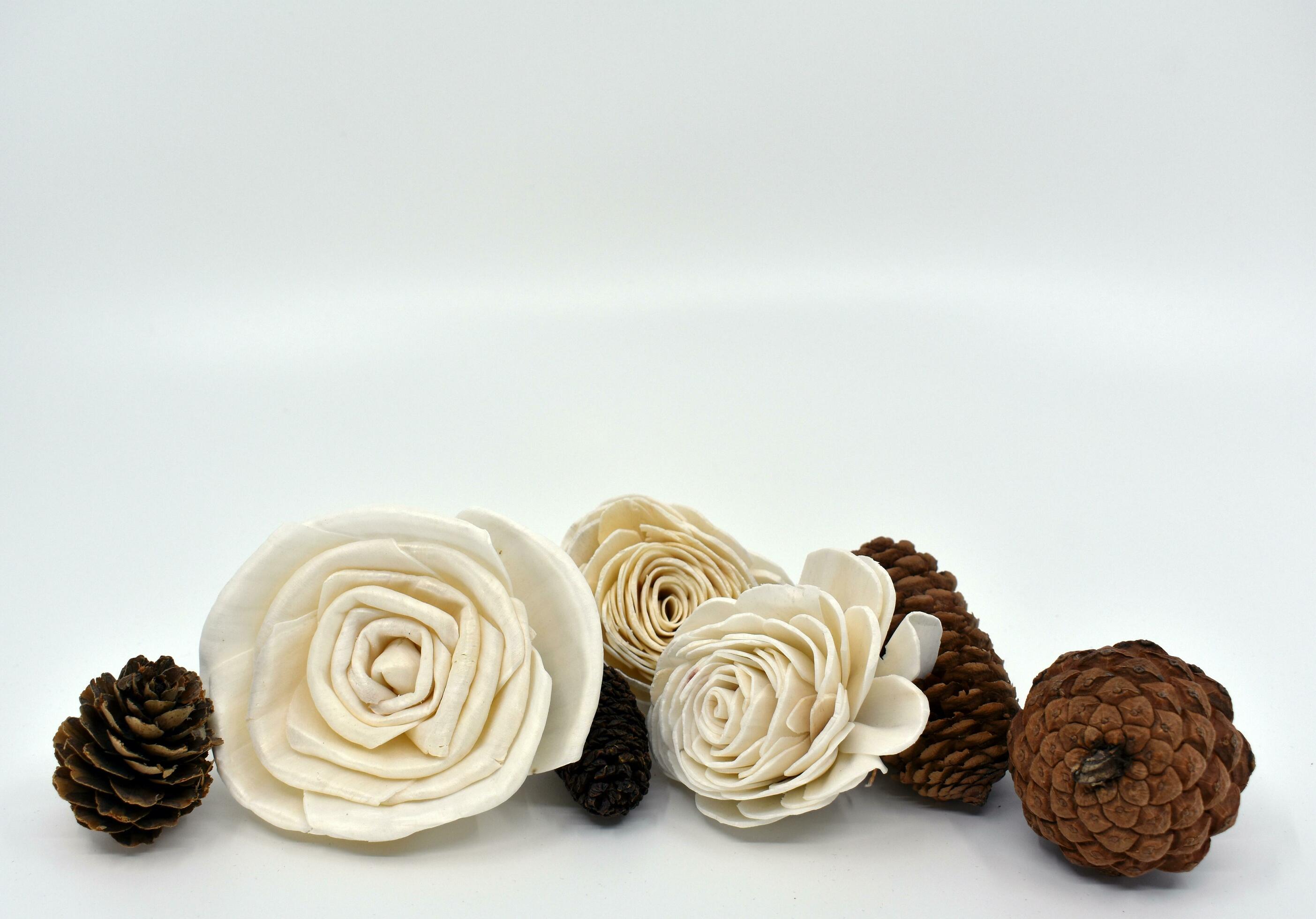 pine cones and flowers arrangement – still life Stock Free