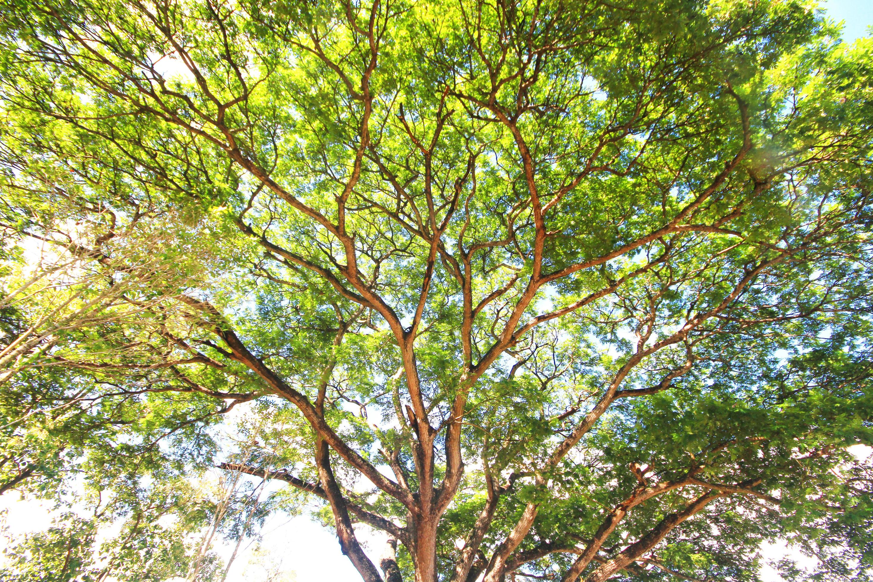 Beautiful tropical Tree branches with sunlight Stock Free