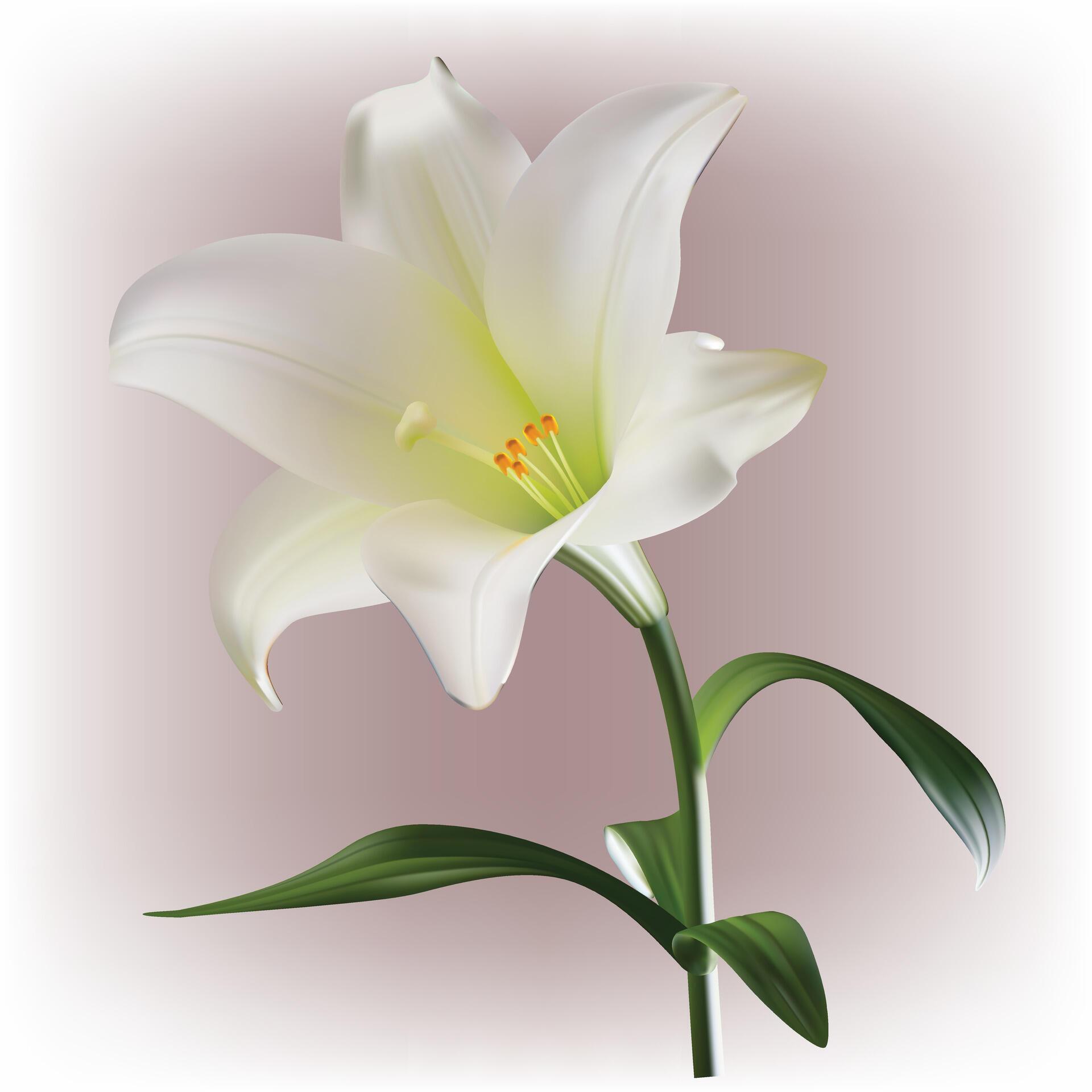 light lily flowers Stock Free