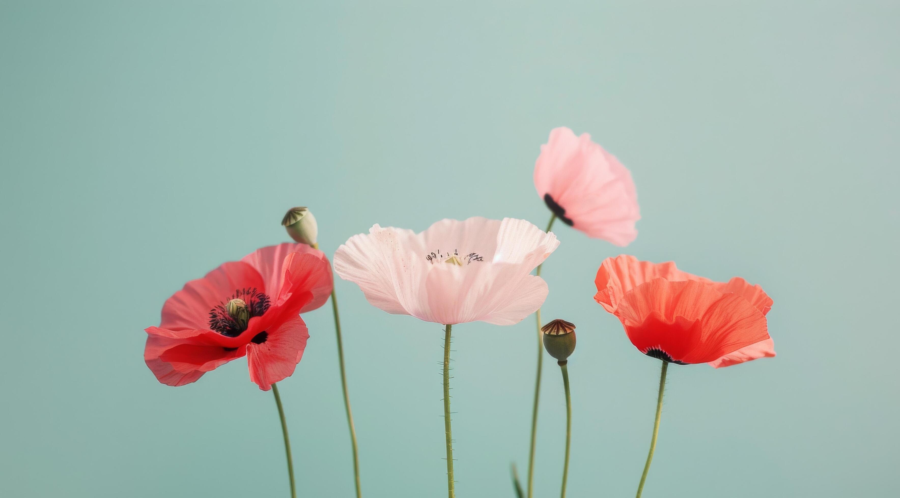 Pink And Red Poppies Against Teal Background Stock Free