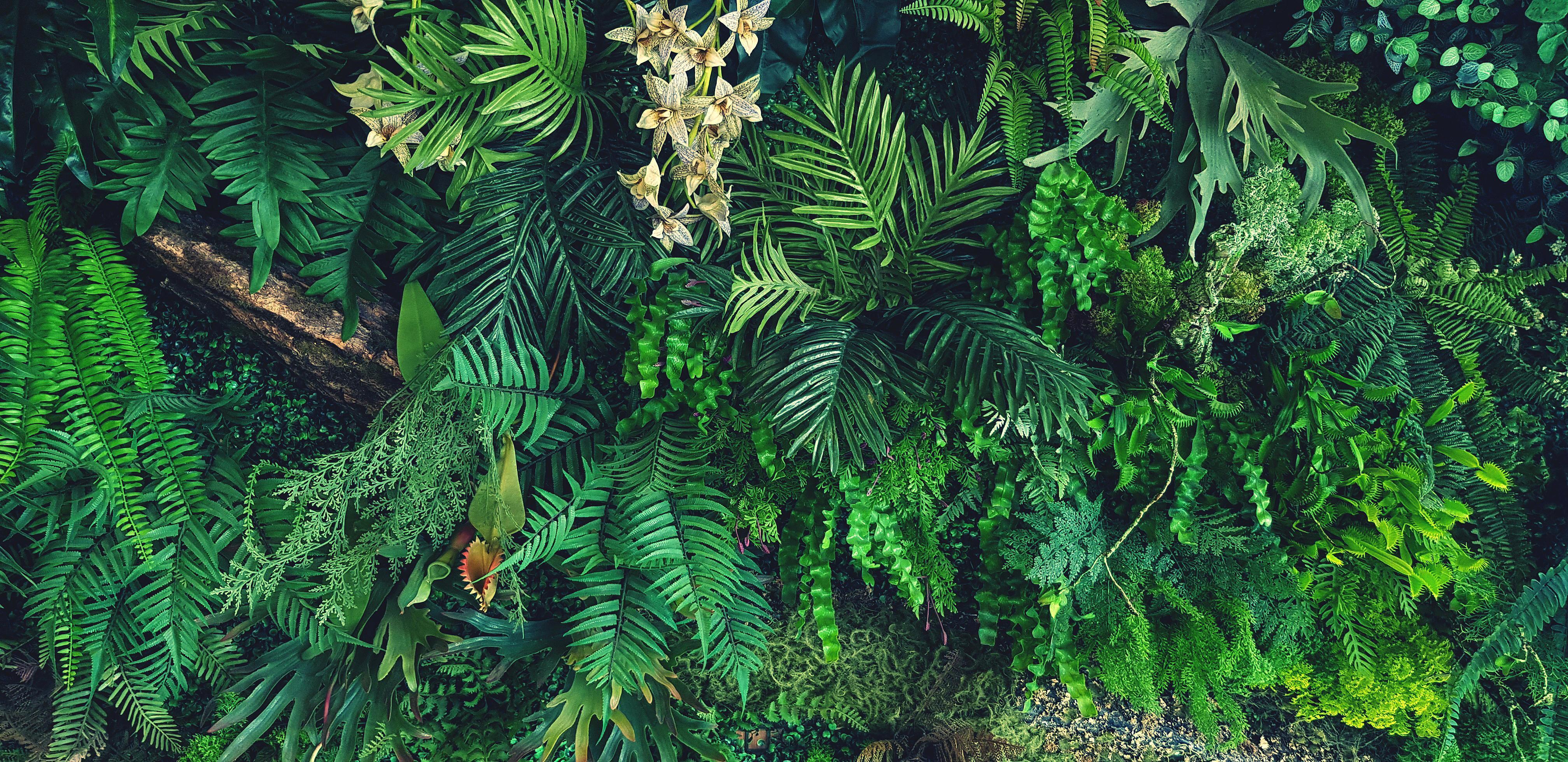 Green creeper plant, fern, orchid, vine or ivy and leaves wall for background in vintage tone. Natural wallpaper or Nature pattern. Freshness season Stock Free