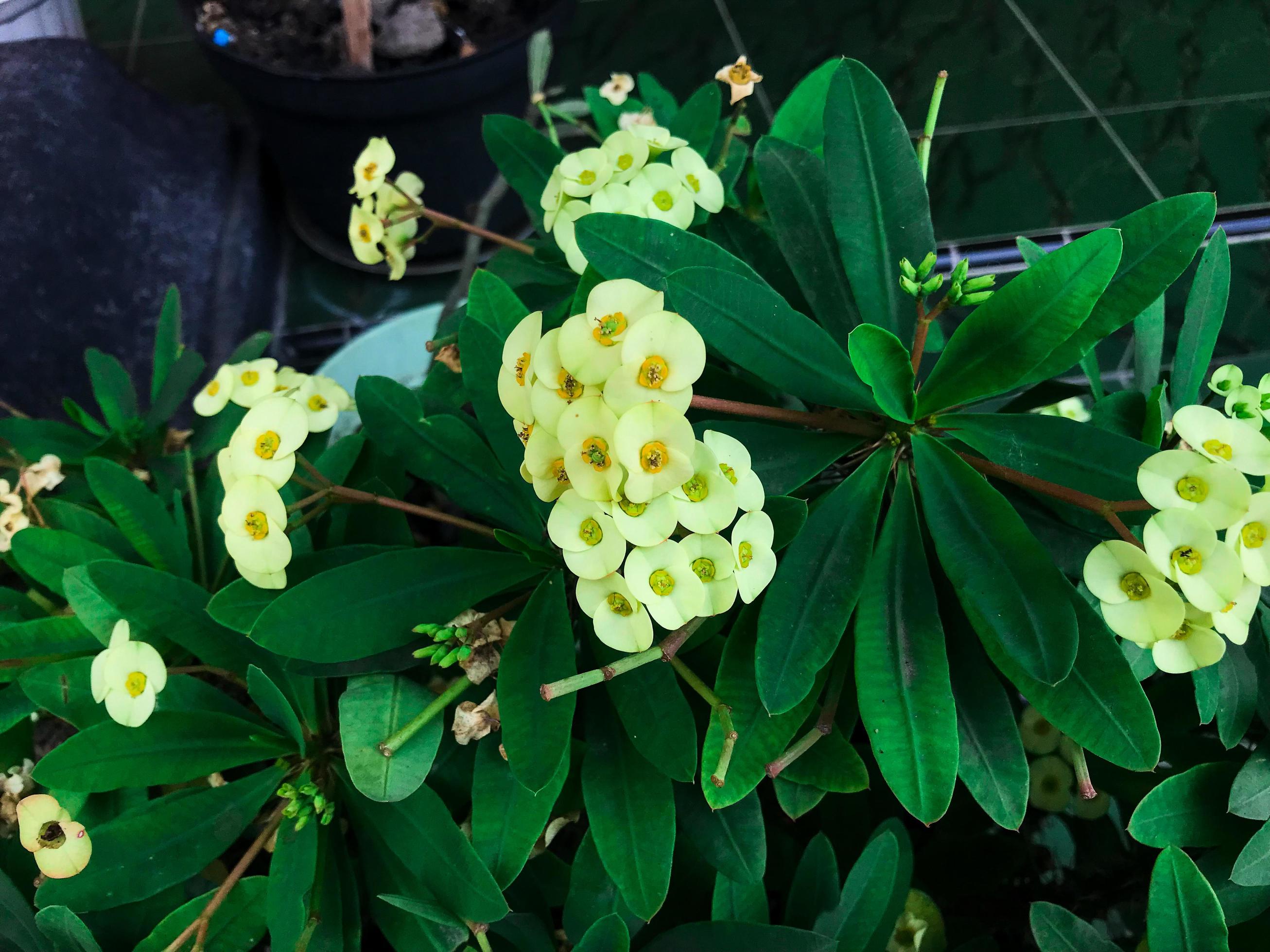 close up euphorbia flower blooms in the garden Stock Free