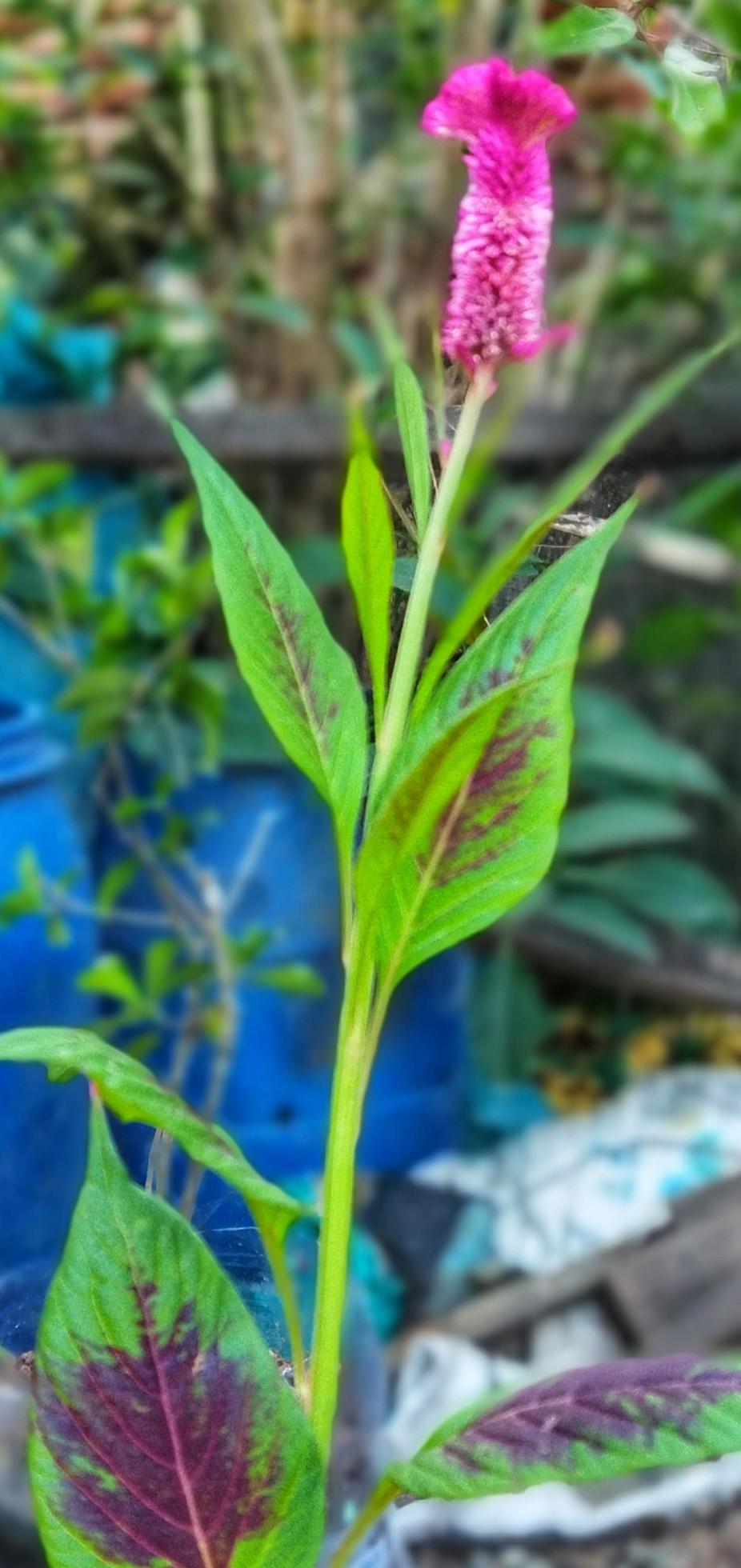 Celosia argentea is a unique plant with red flowers on a blurred background. Natural beauty. Stock Free