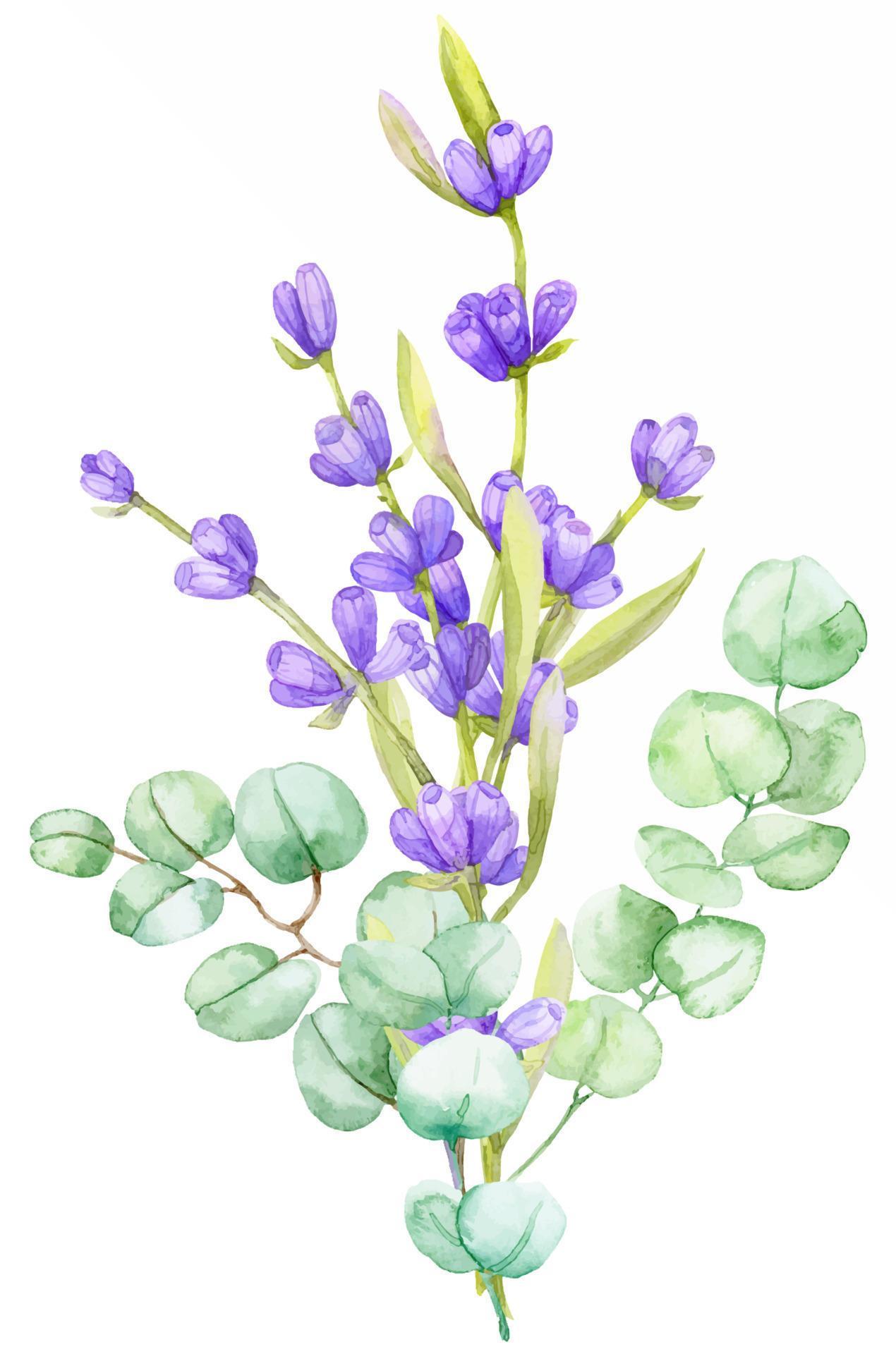 A bouquet of green eucalyptus leaves and lilac lavender. Watercolor illustration Hand drawn eucalyptus branch with lavender flowers Stock Free