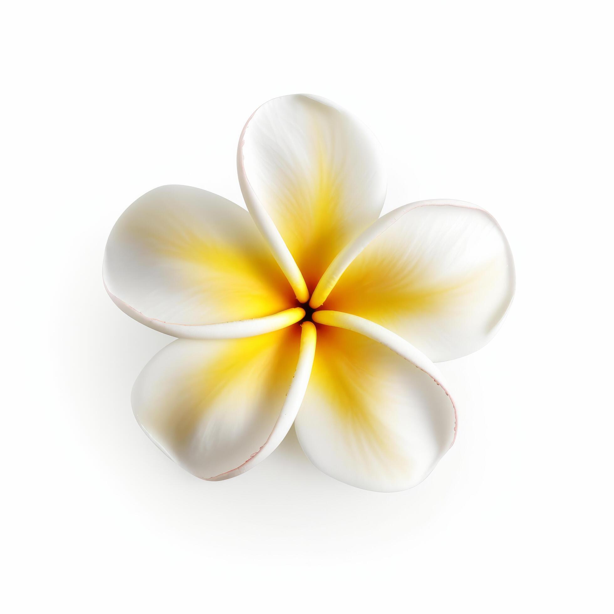 Plumeria flower isolated. Illustration Stock Free