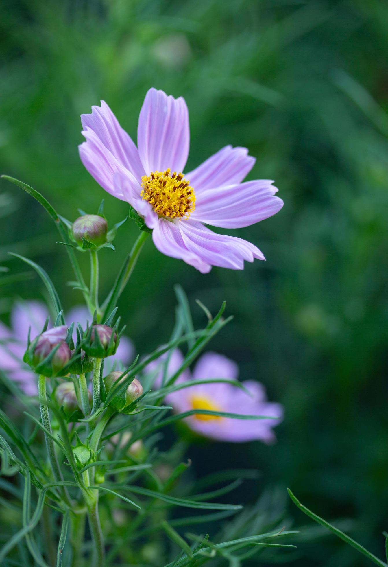 Pink Cosmos Flowers in the Garden Stock Free