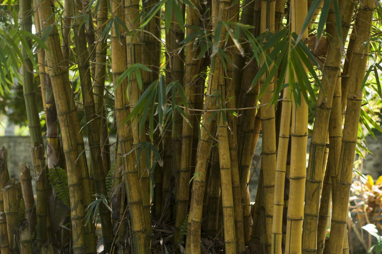 Bamboo trees Stock Free